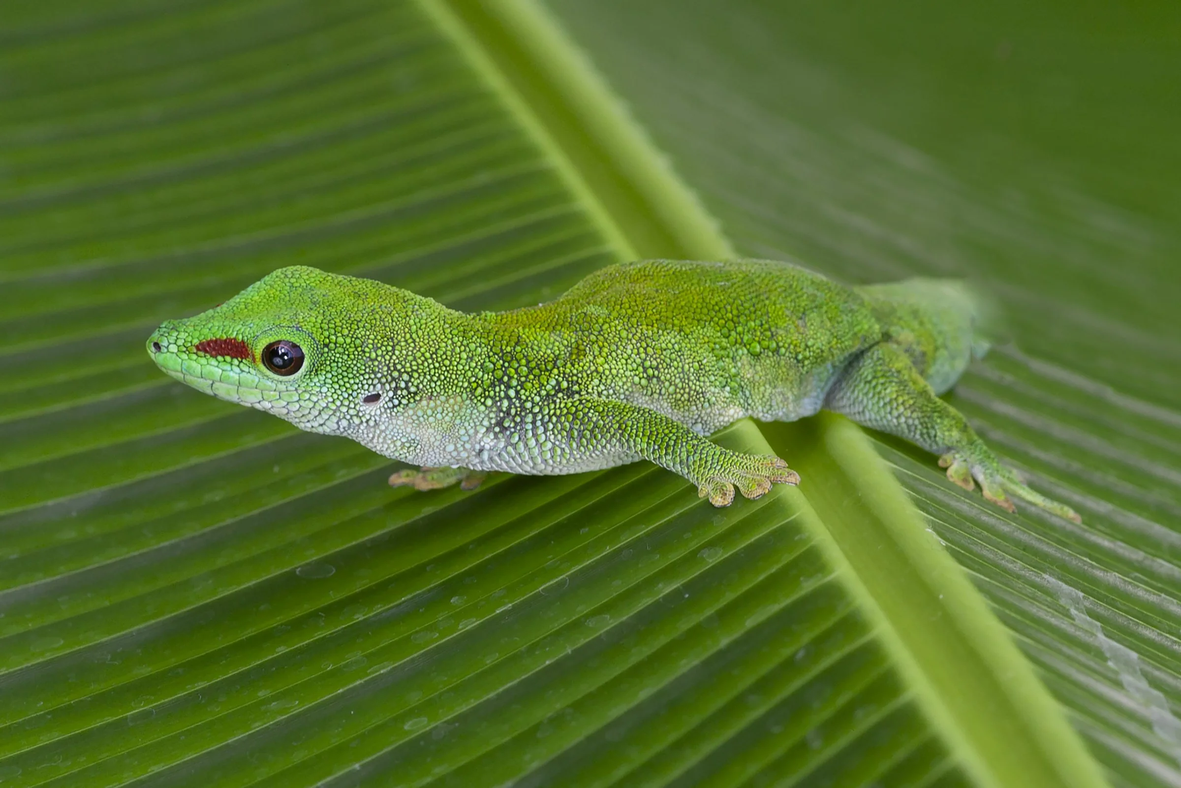 Gecko