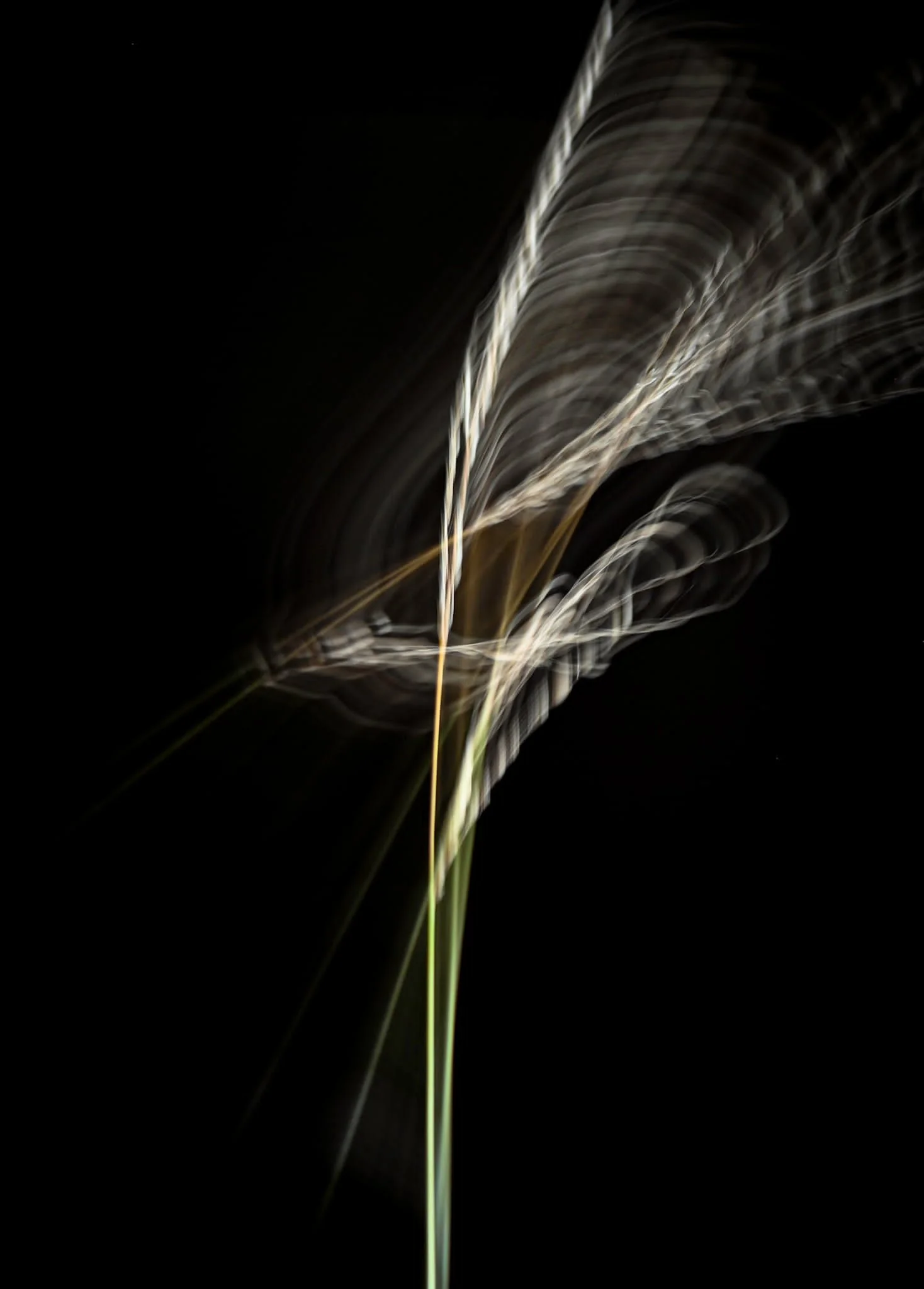 Grass Whispers