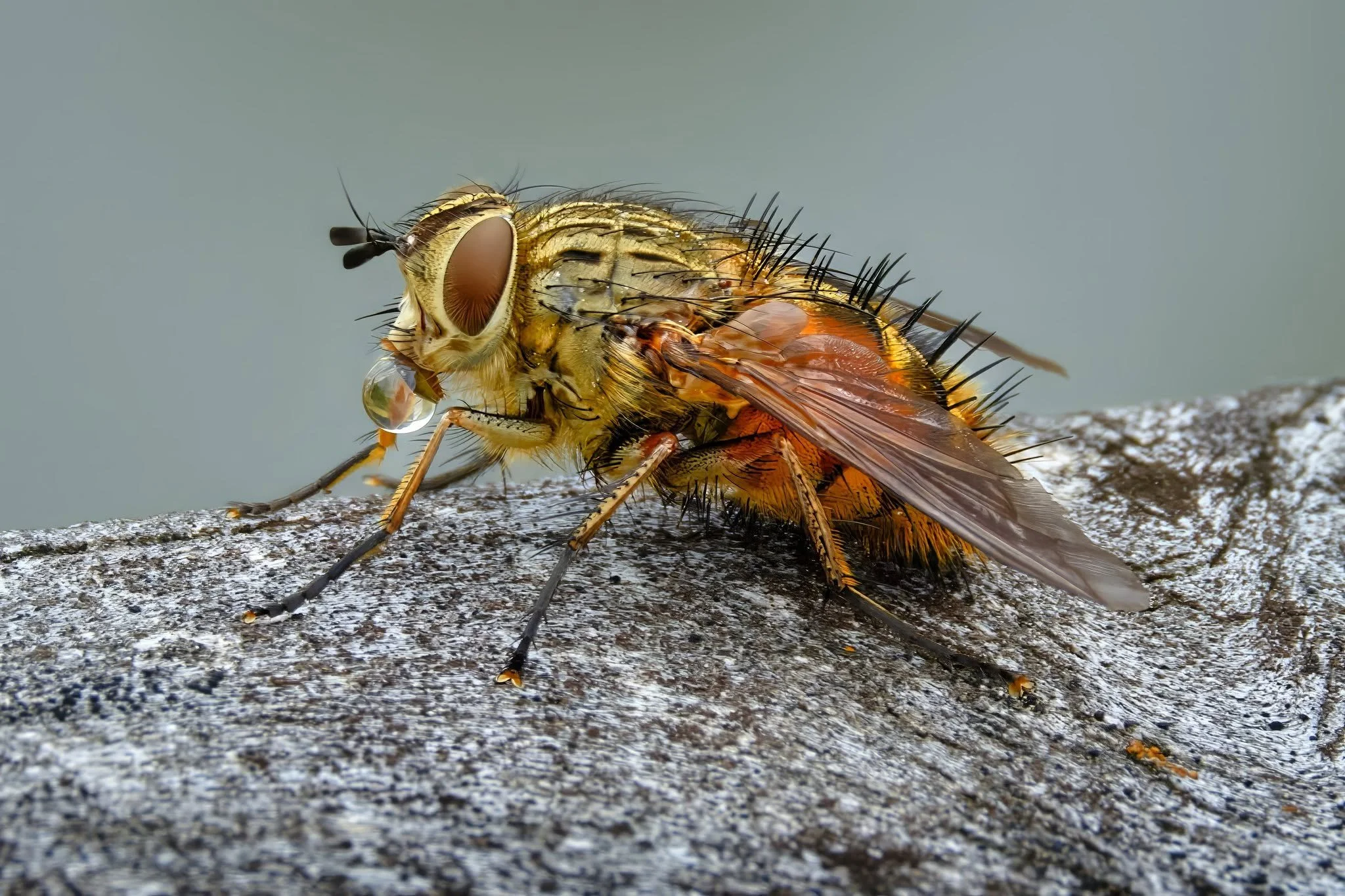 Blow Fly