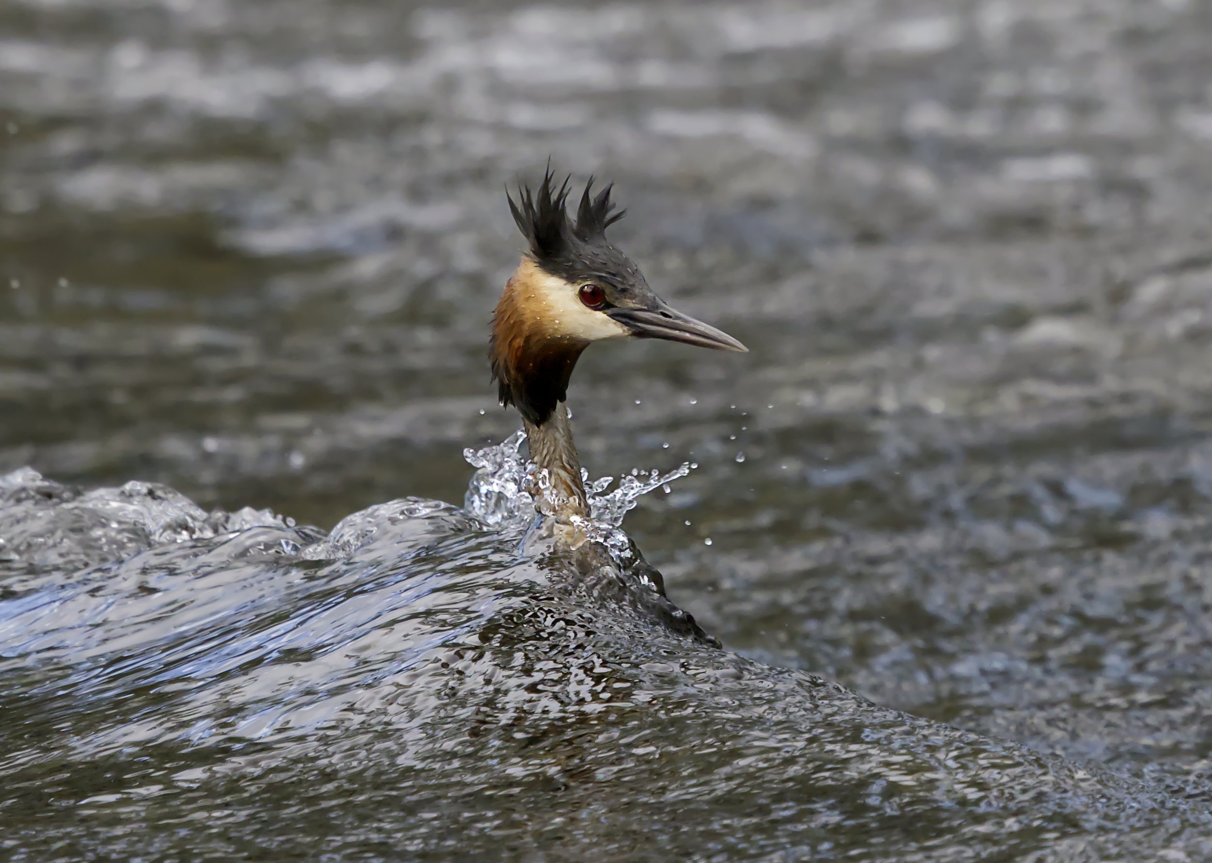 Grebe in the Waves