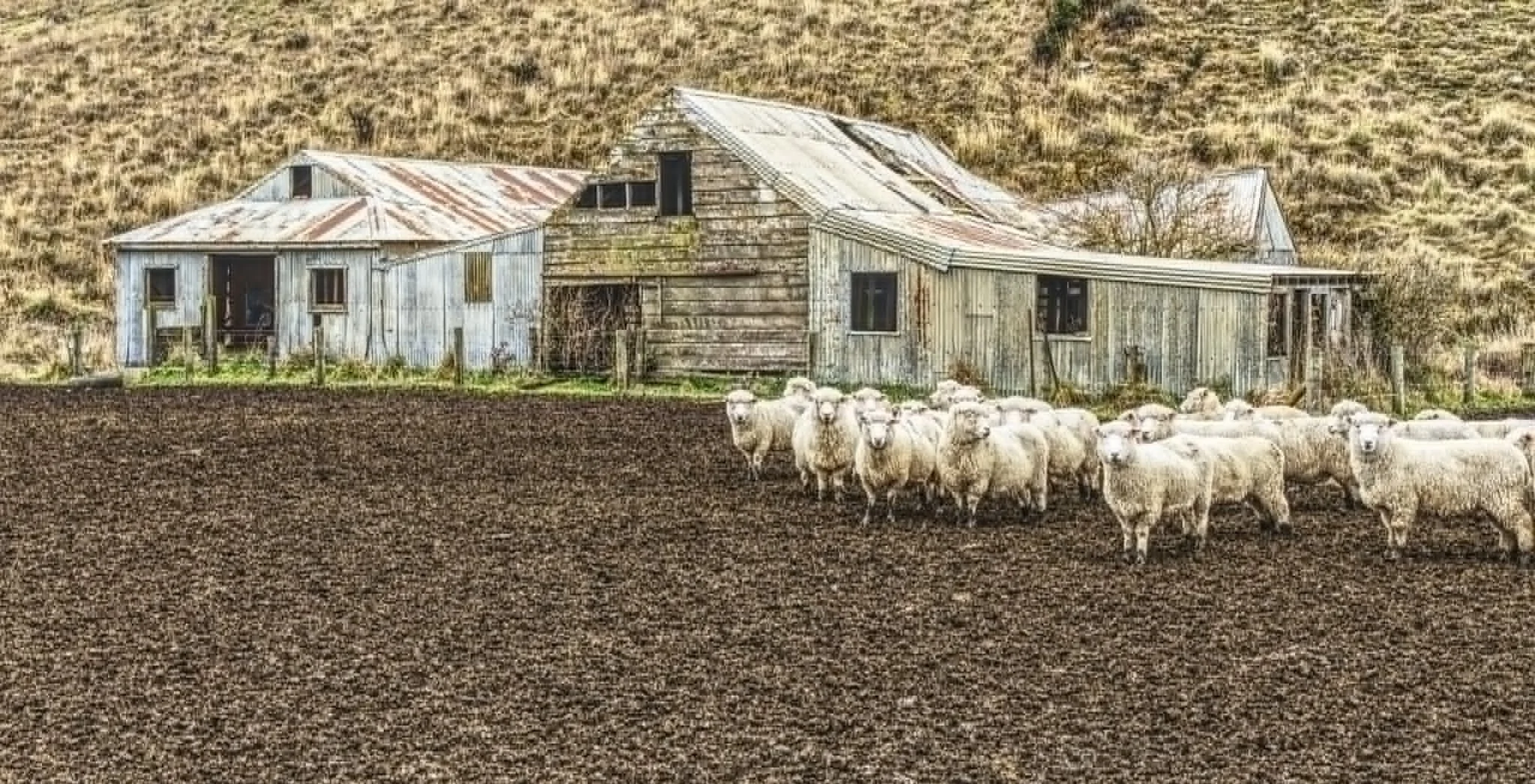 The Woolshed
