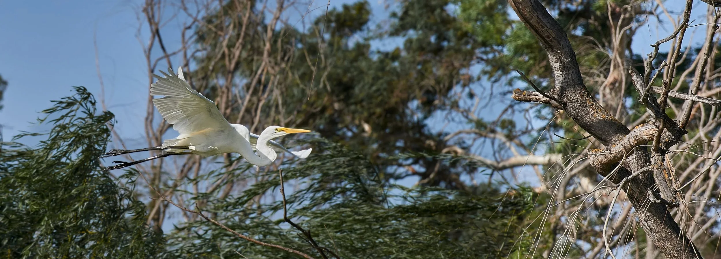 White Egret