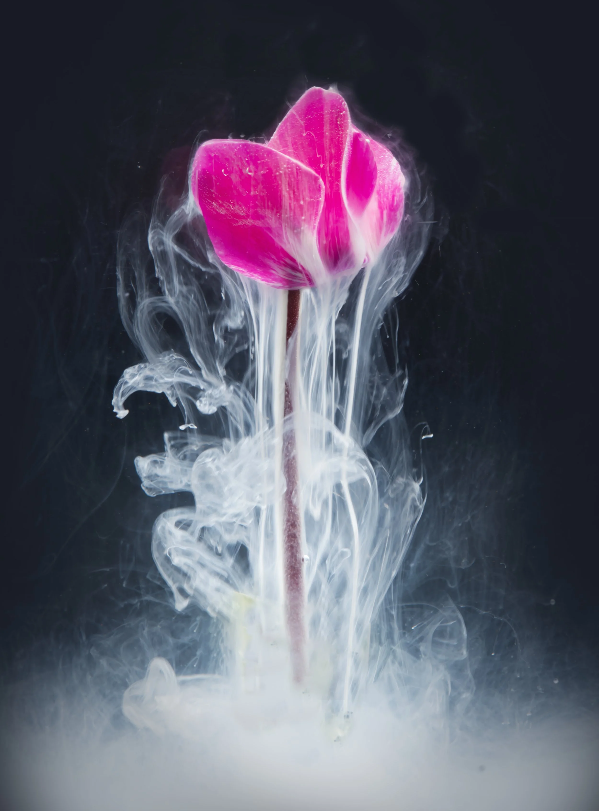 Dancing Cyclamen