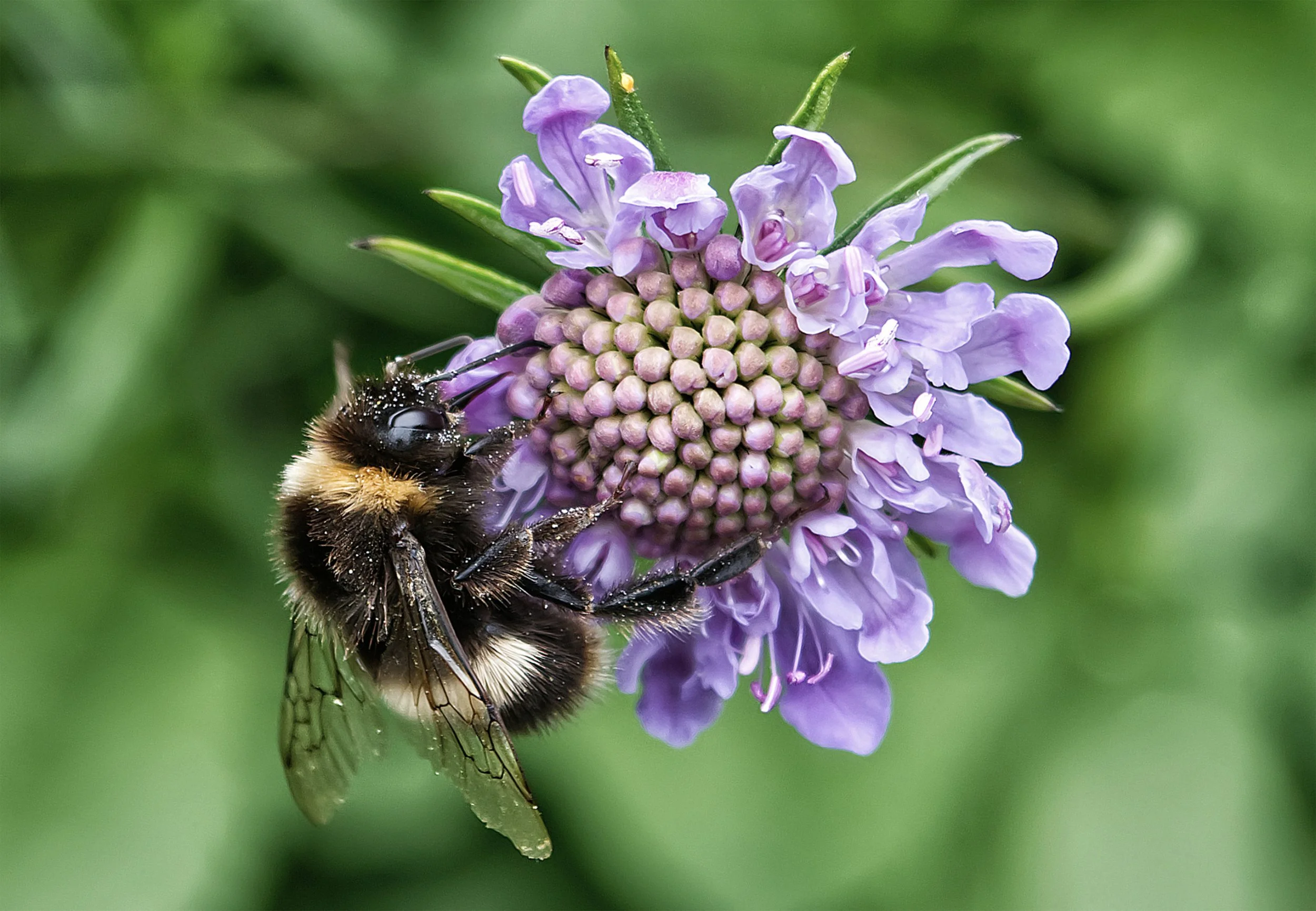 Bumble bee  on  Pincushion Flower (Scabiosa).jpg
