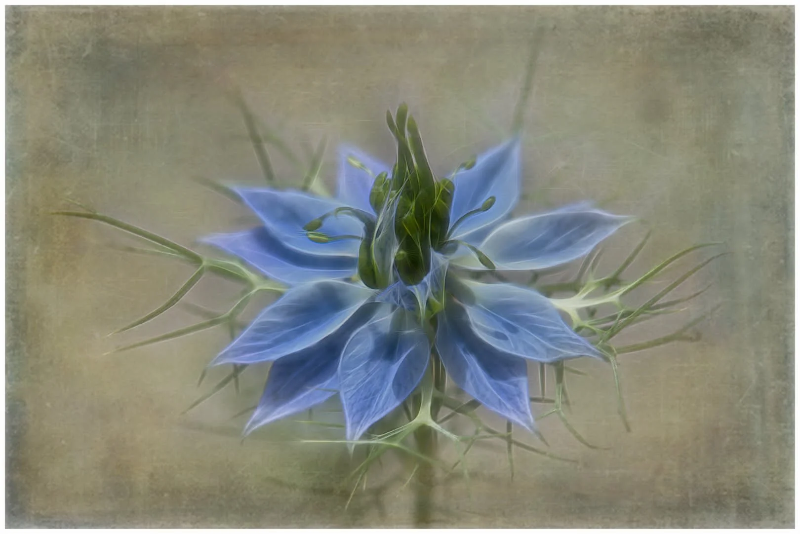 Nigella