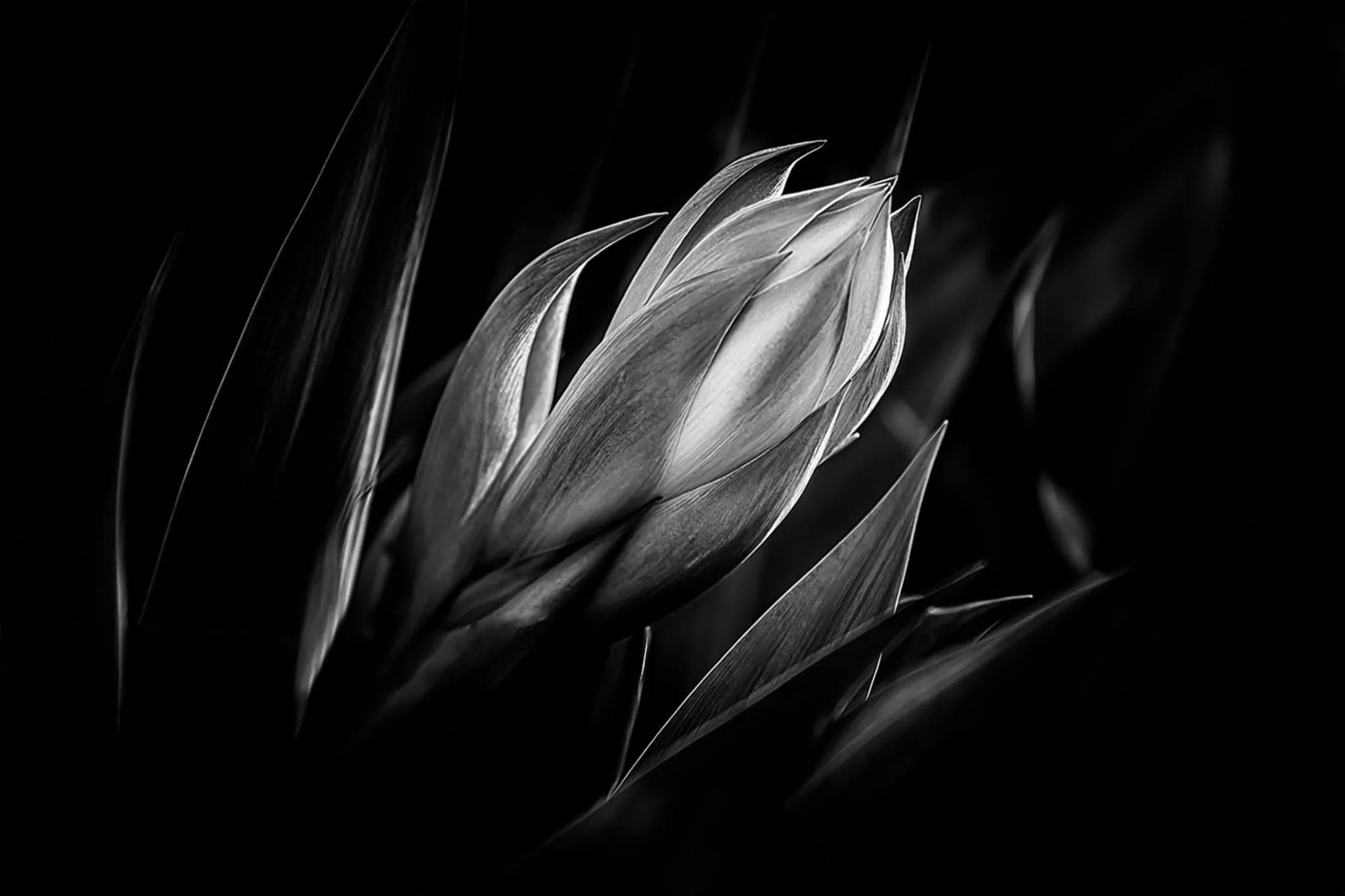 Flax Flower