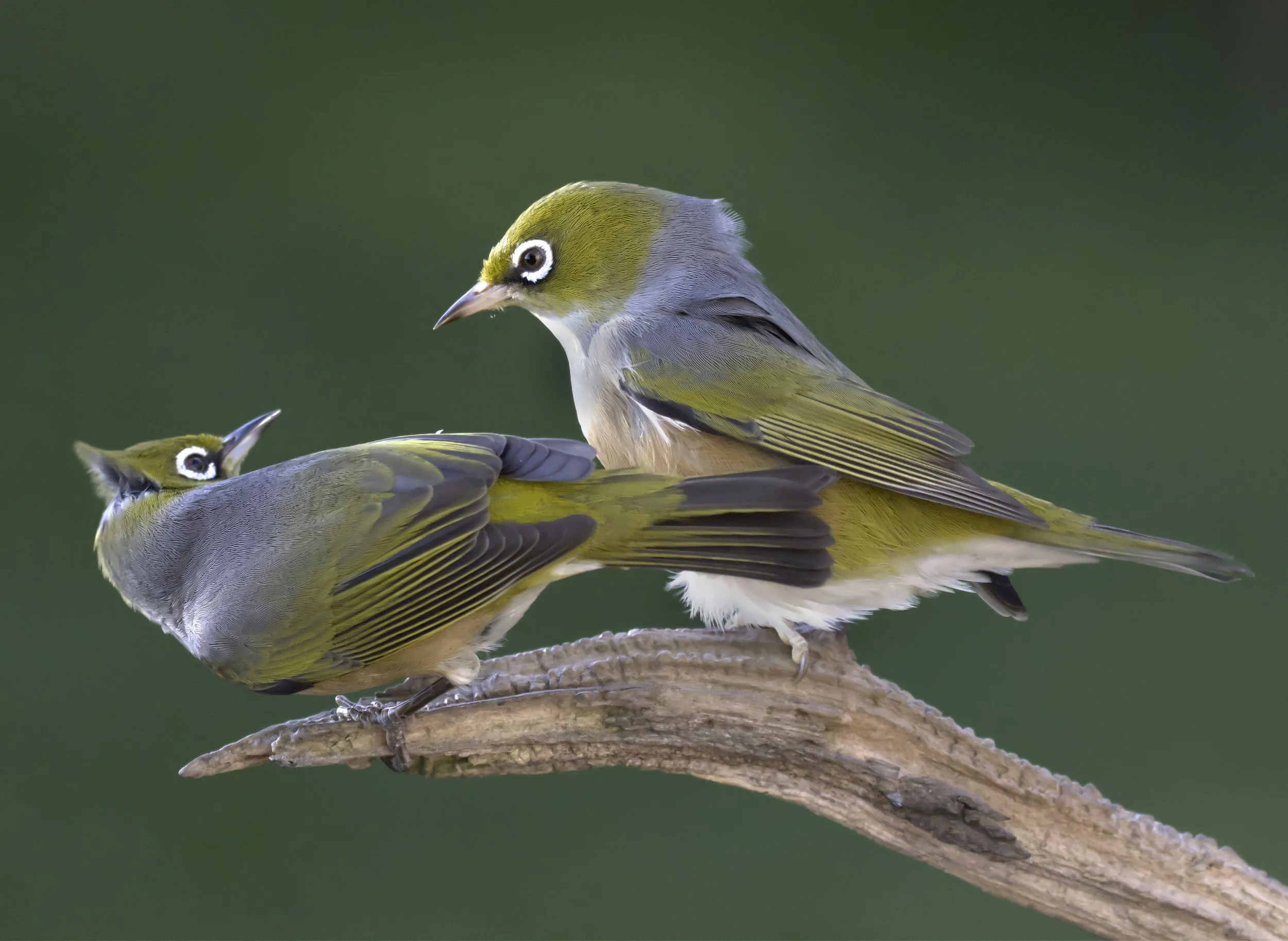 Waxeye Intimidation