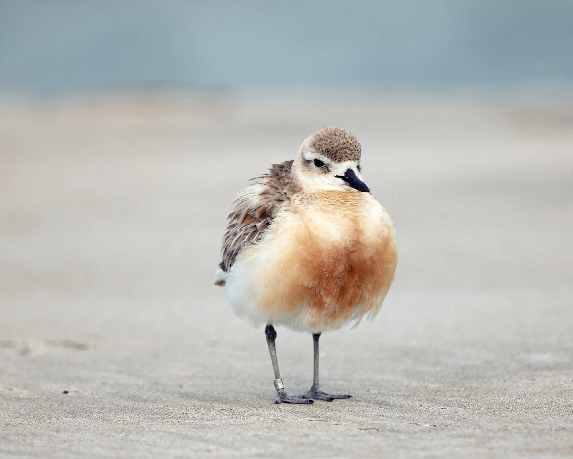 All Fluffed Up