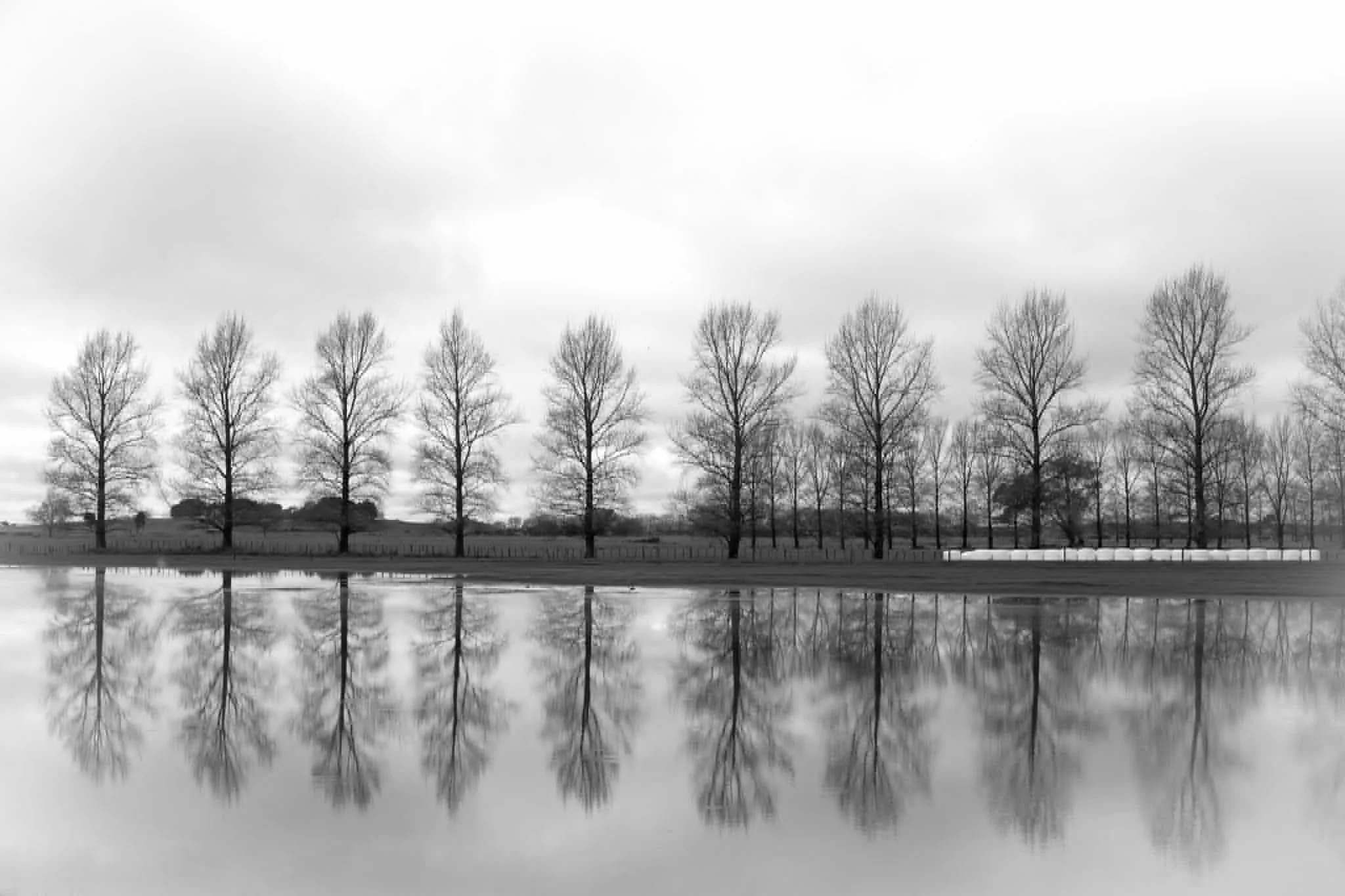 Tree Line