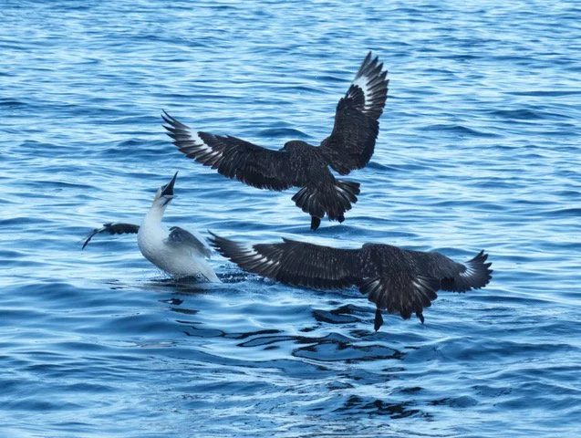 Skua Attack