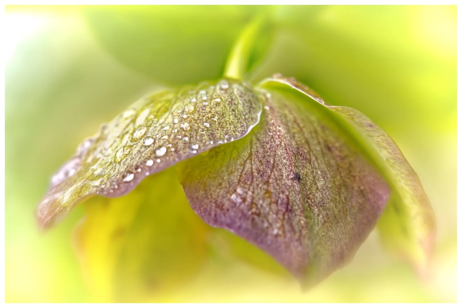 Helleborus After the Rain