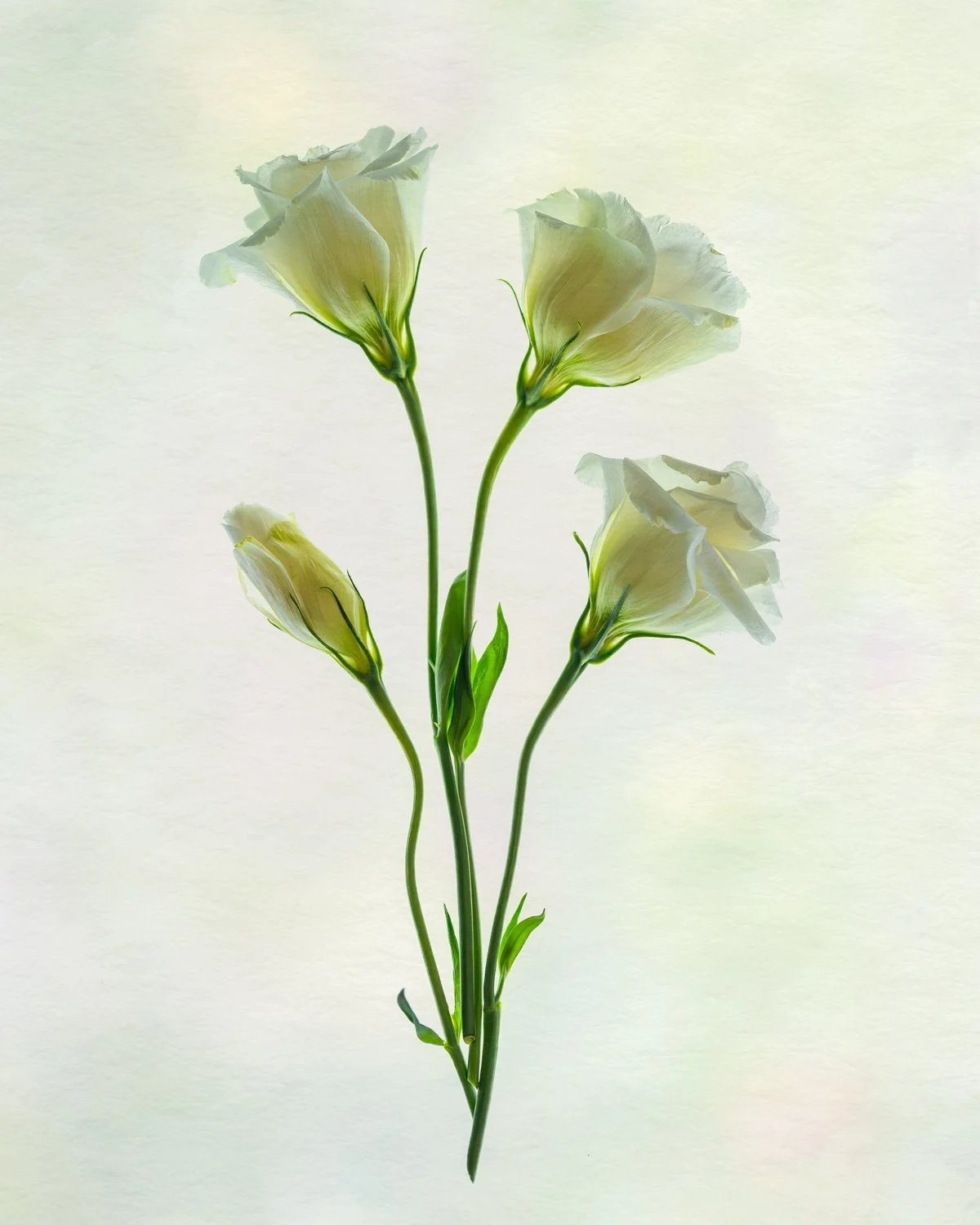 Purity in Nature