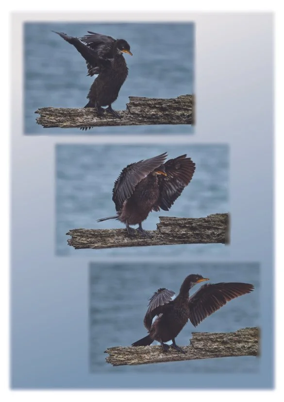 Shag Landing