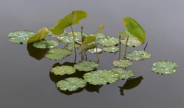 Lily Pads