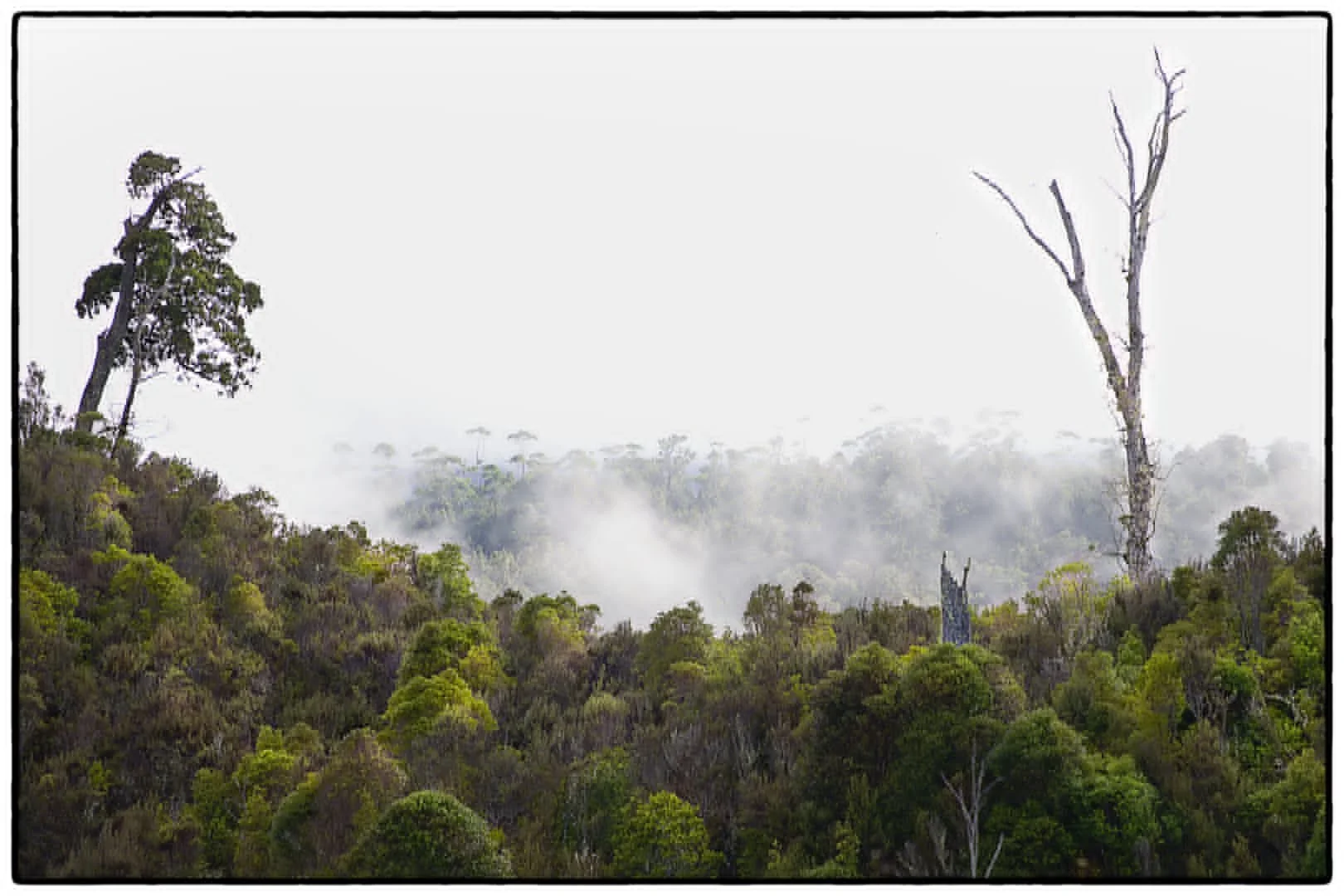 Morning Mist