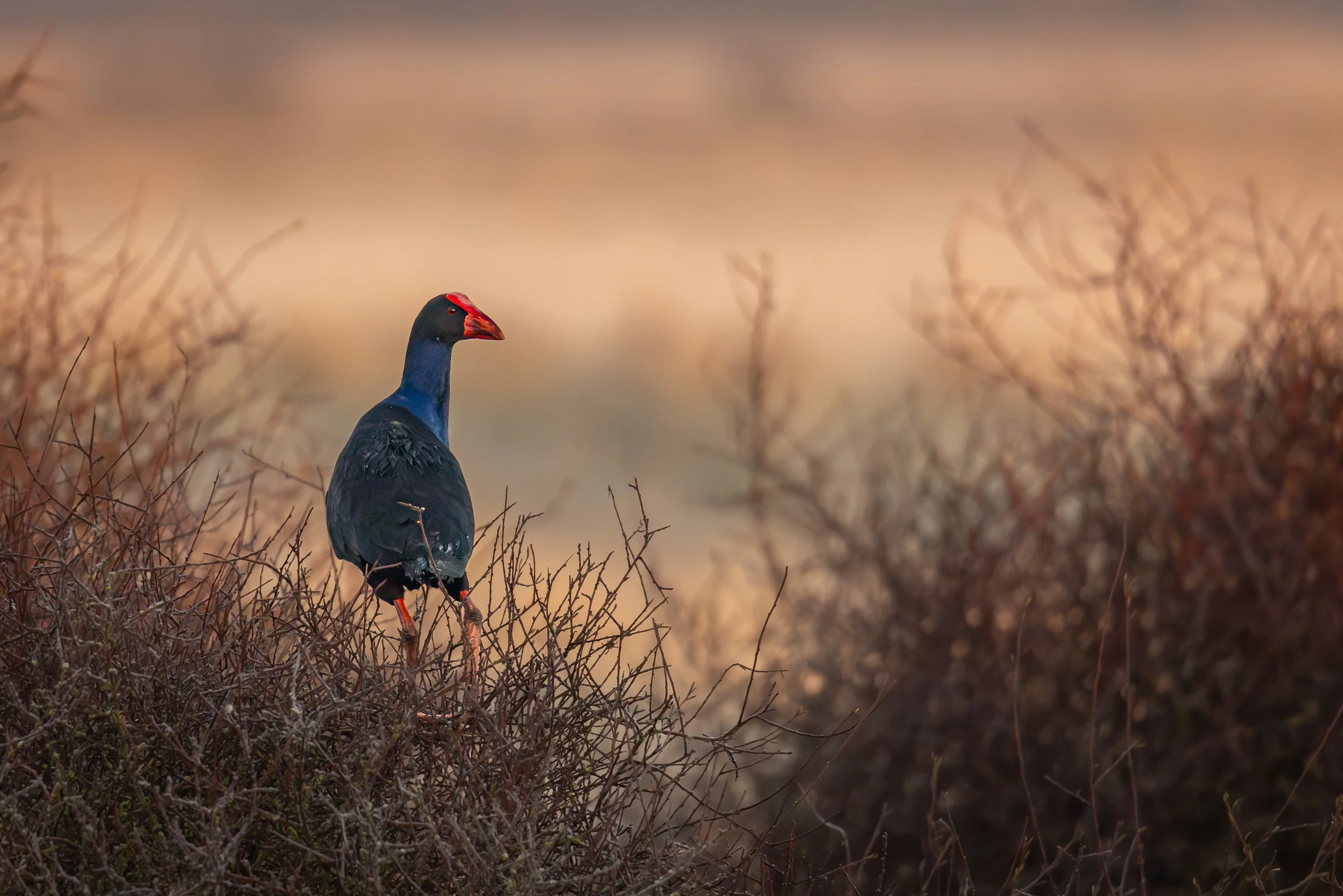 Pukeko