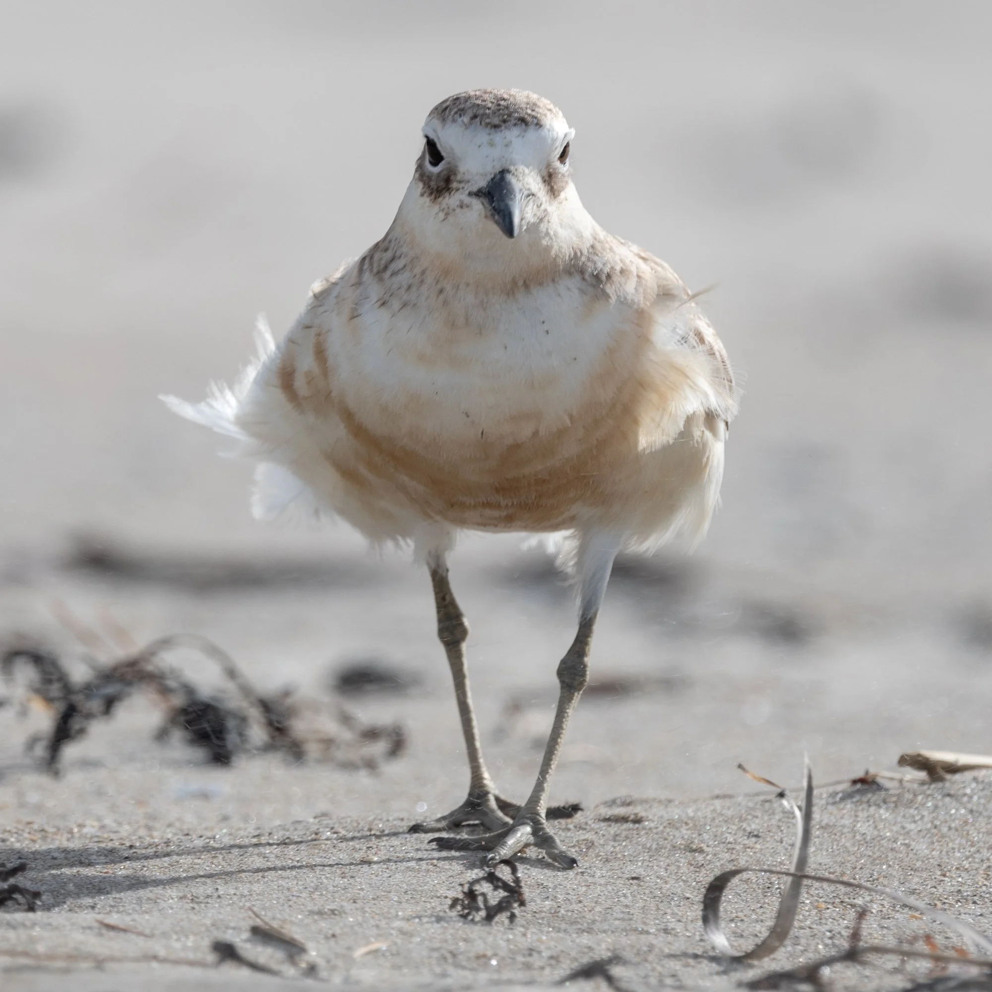 Beach Patrol
