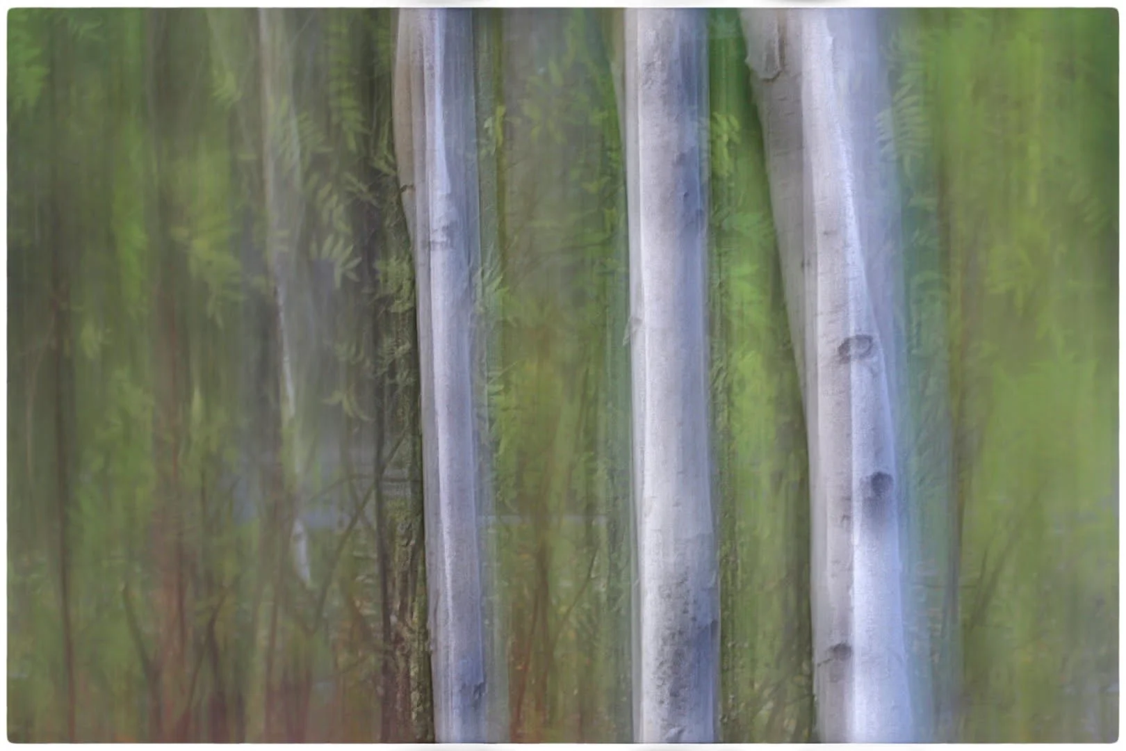 Birch