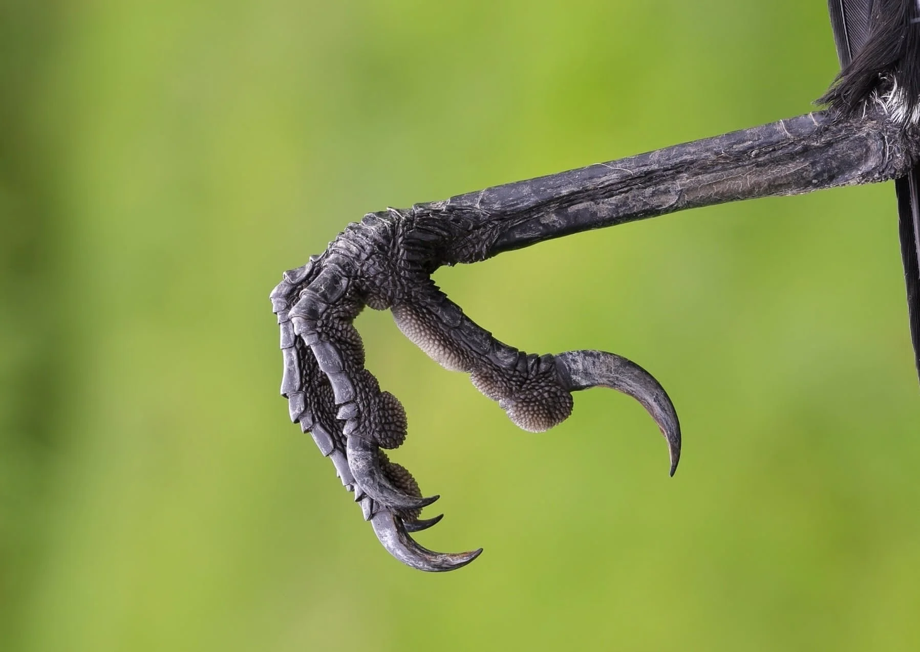 Foot of Magpie