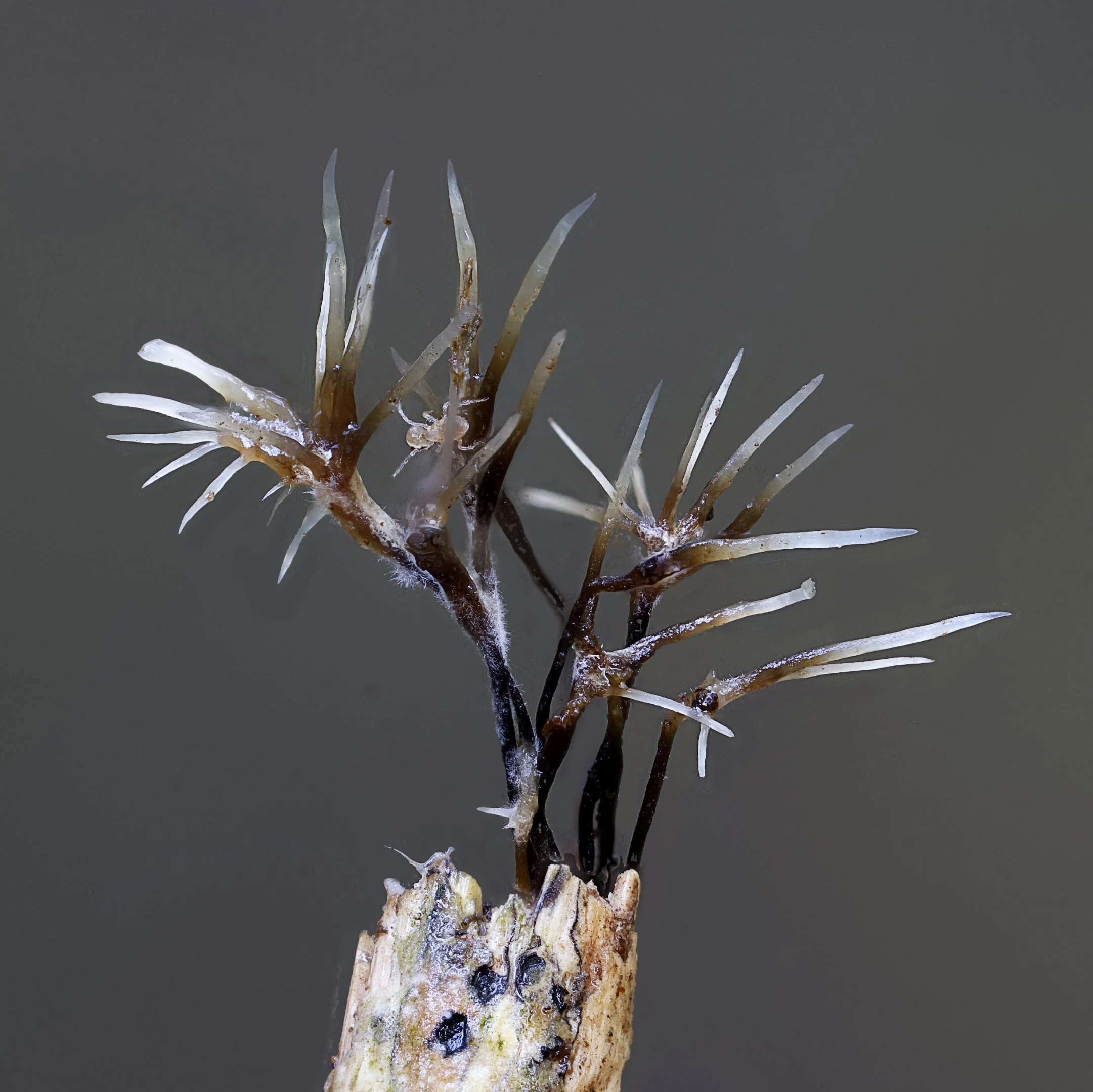 Xylaria Filiformis Fungi