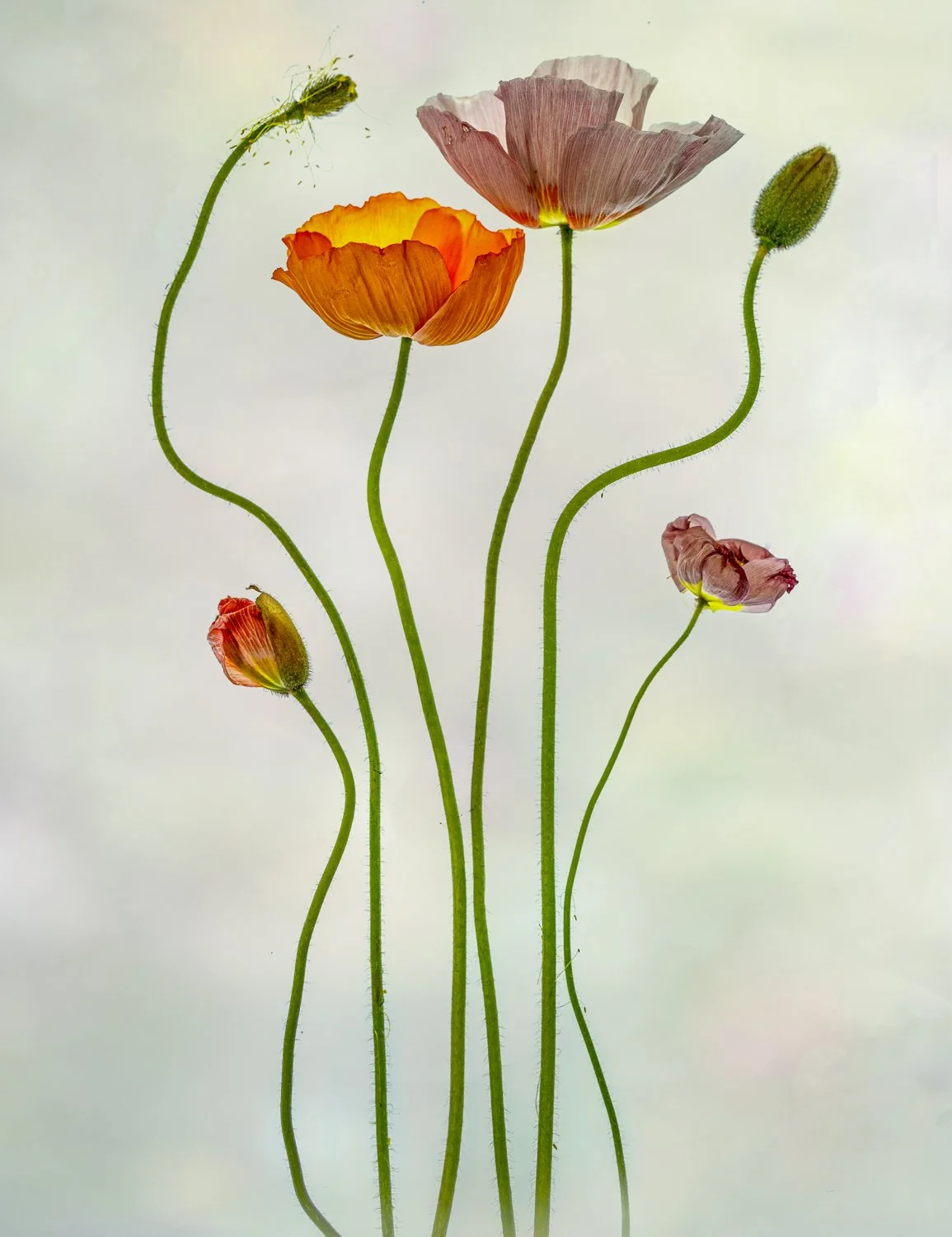 Poppies on Parade