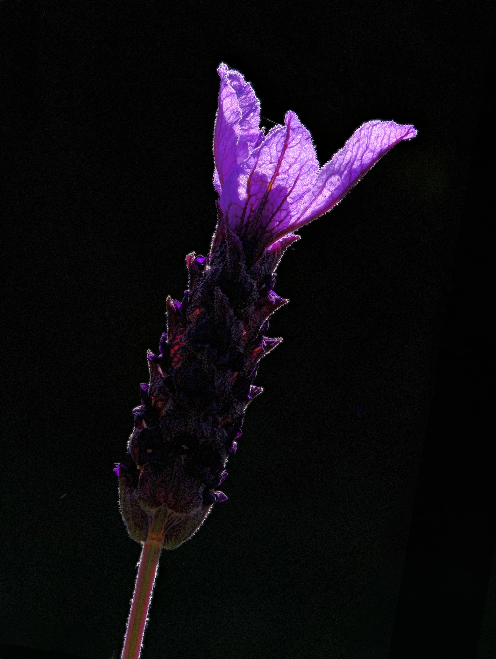 Lavender Leaning to the Right