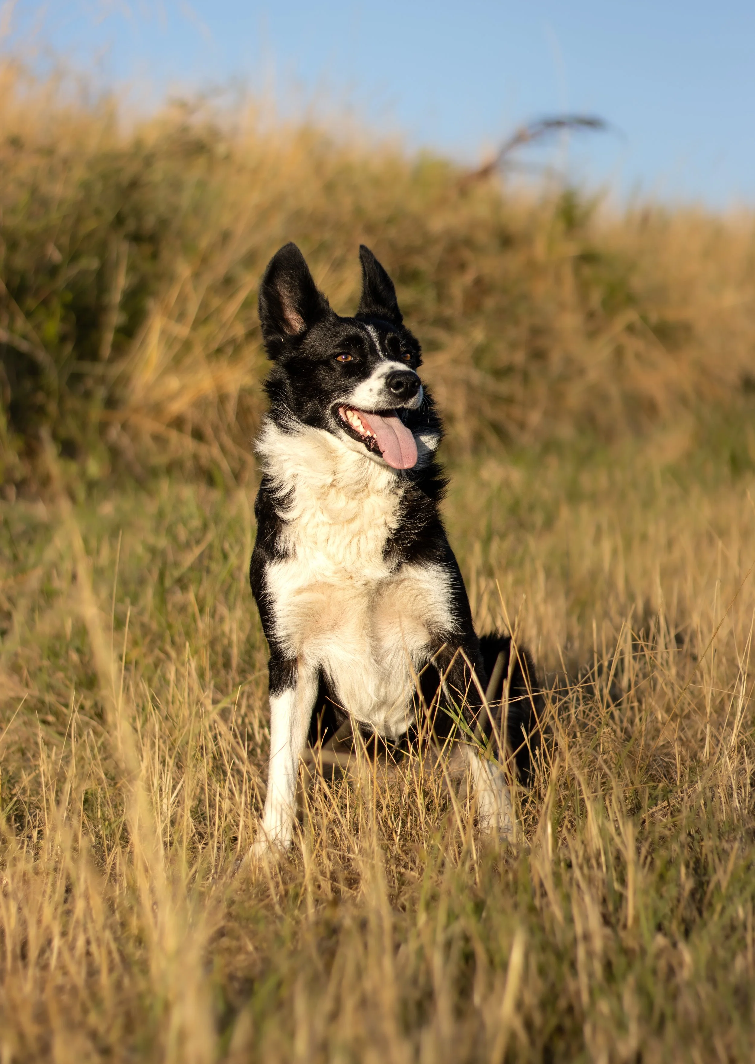 Un chien noir et blanc assis dans une prairie avec des herbes hautes, soleil couchant.