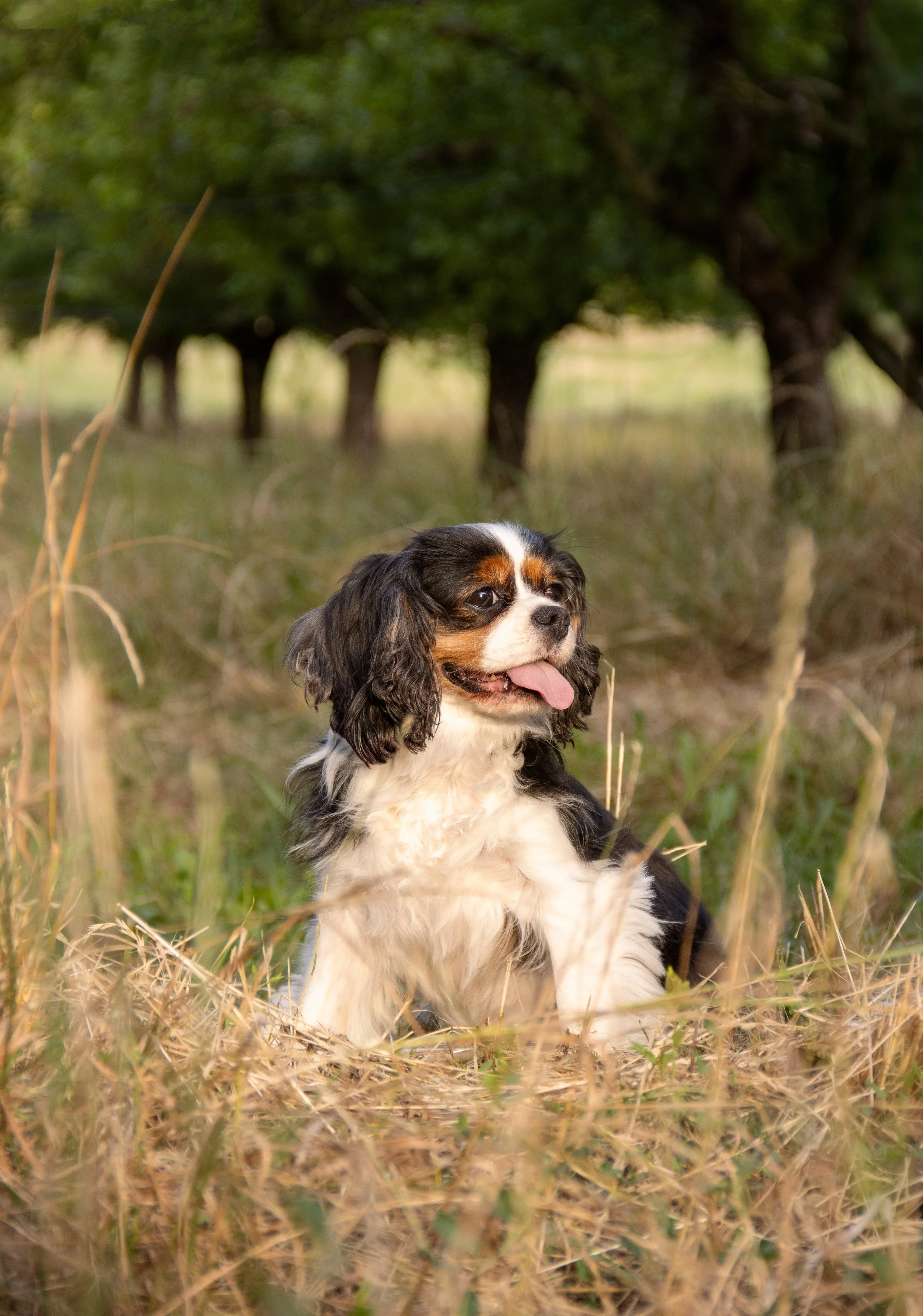 Un chiot Cavalier King Charles assis dans un champ d'herbes sèches, avec des arbres en arrière-plan, il a le tongue dehors et l'air heureux.