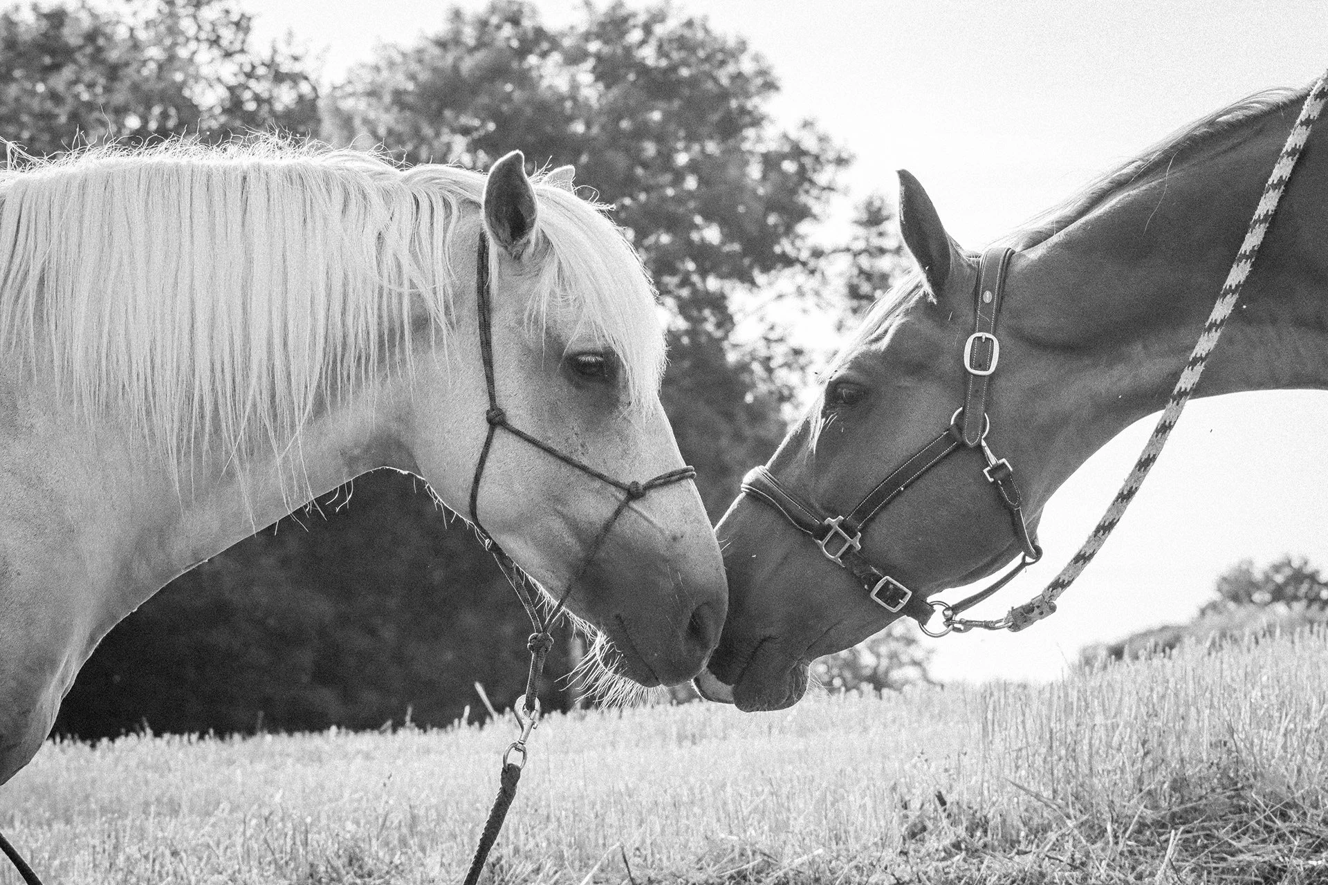 Deux chevaux, un blanc et un autre sombre, se touchent le nez dans un champ, en noir et blanc.