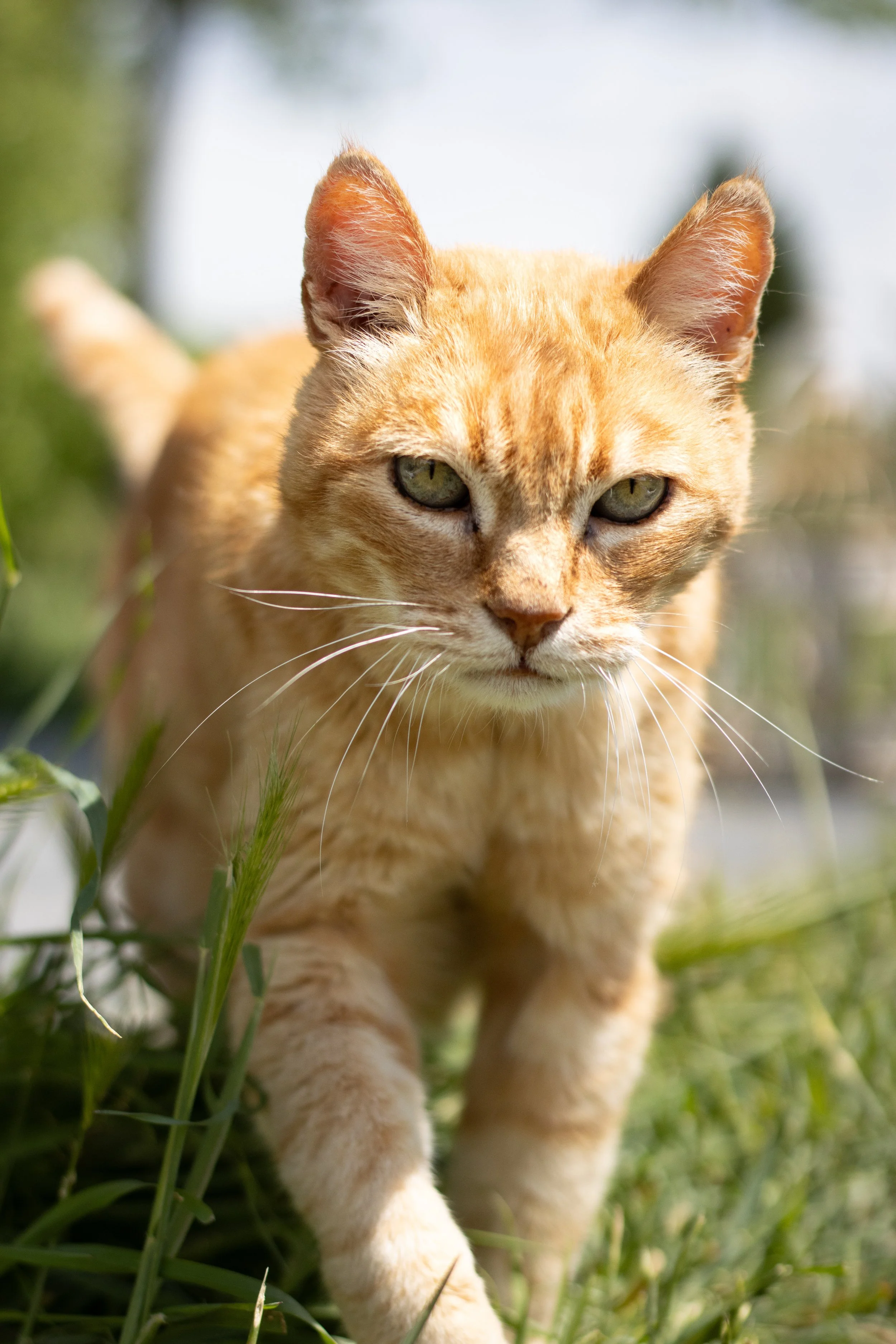 Un chat tigré orange se tenant dans l'herbe, regardant directement l'objectif.