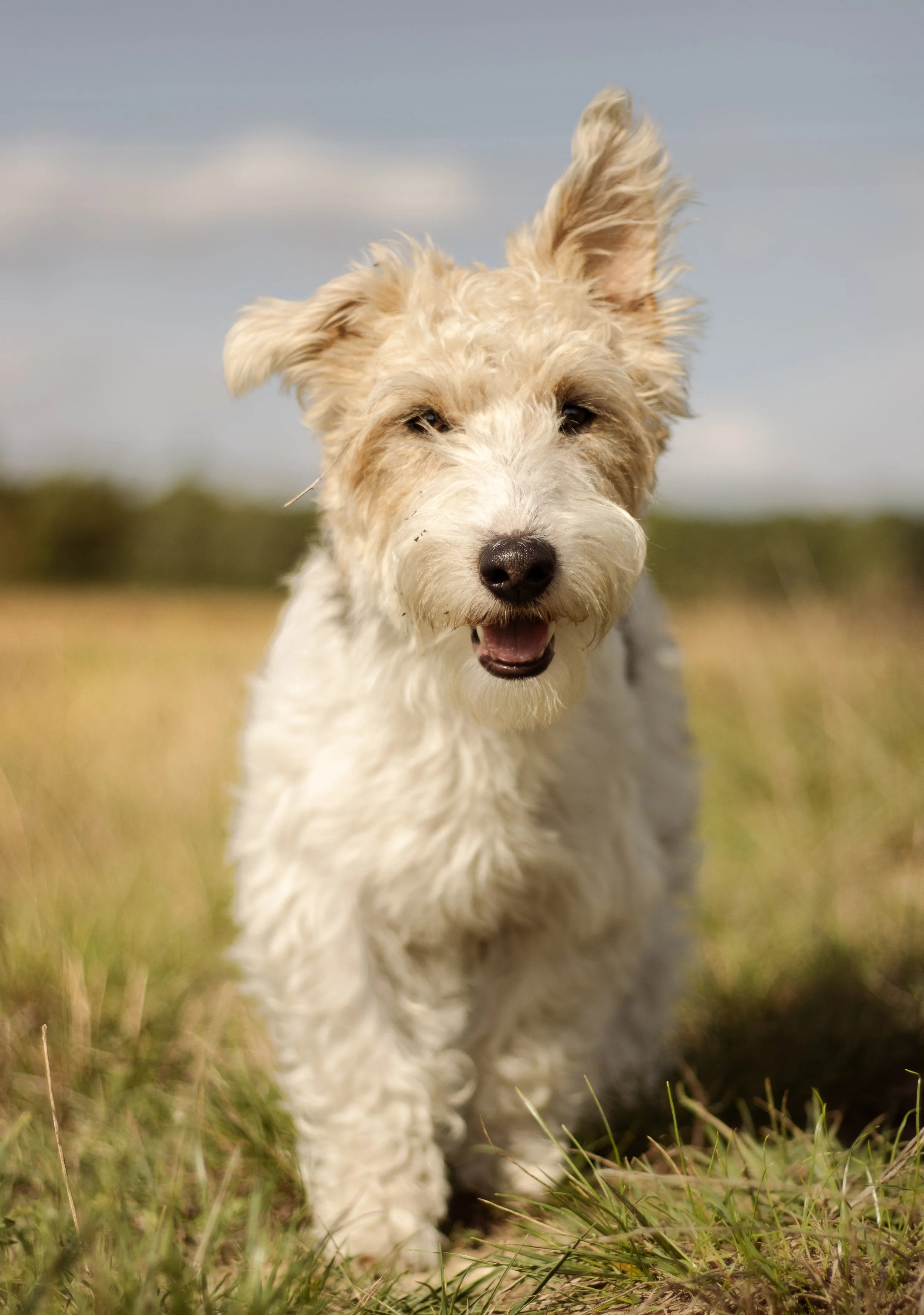 Un chien blanc à pelage bouclé courant dans un champ en plein air, sous un ciel partiellement nuageux.