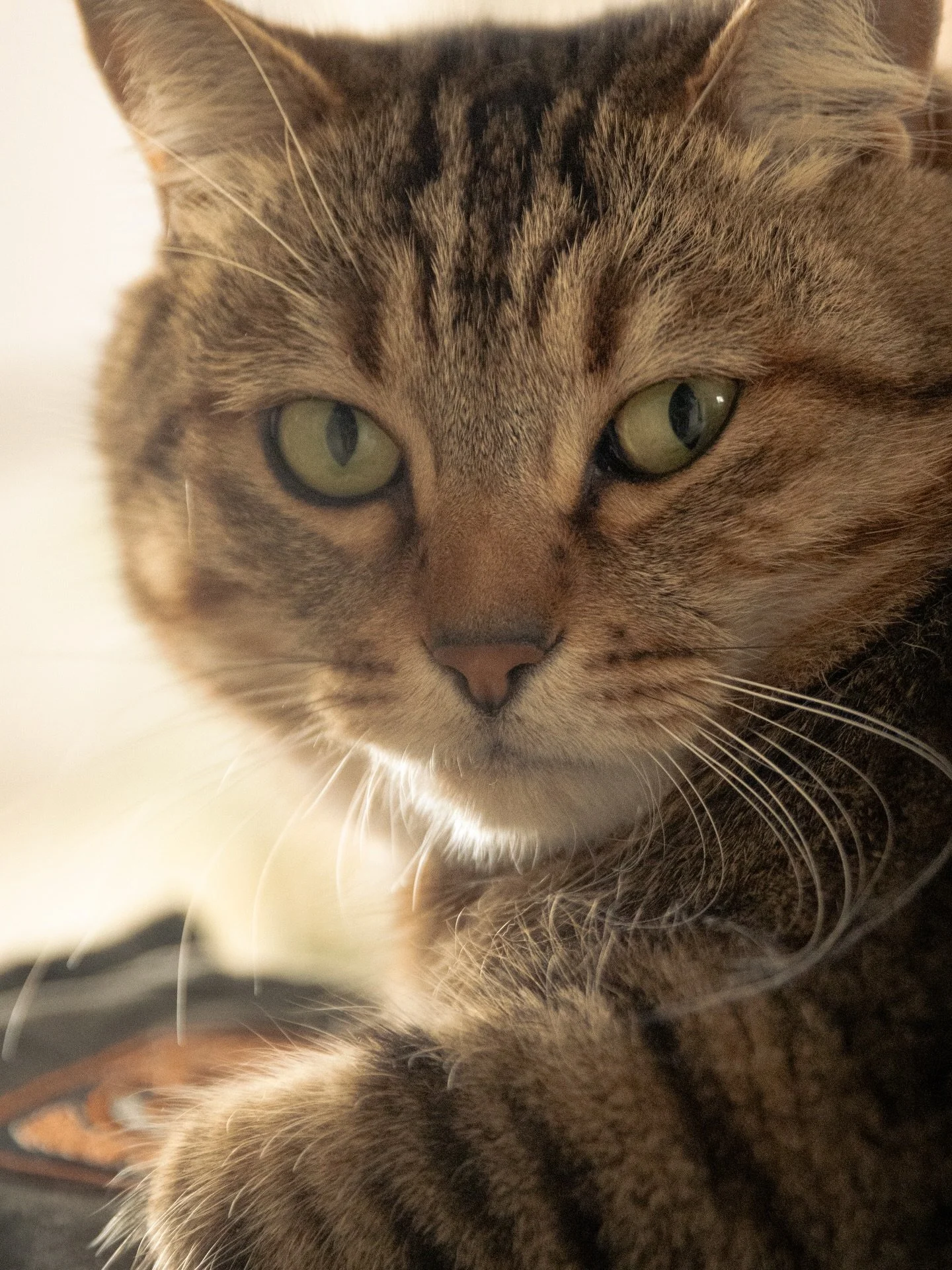 Commente 1 ou 2 et dis-moi laquelle tu pr&eacute;f&egrave;res 🙂 

Photo portrait avec Pilou 📸🐱
Son magnifique regard vert, fix&eacute; sur mon appareil avec assurance. Pilou est un chat pos&eacute;, joueur et surtout attachant.

#chat
#passionchat