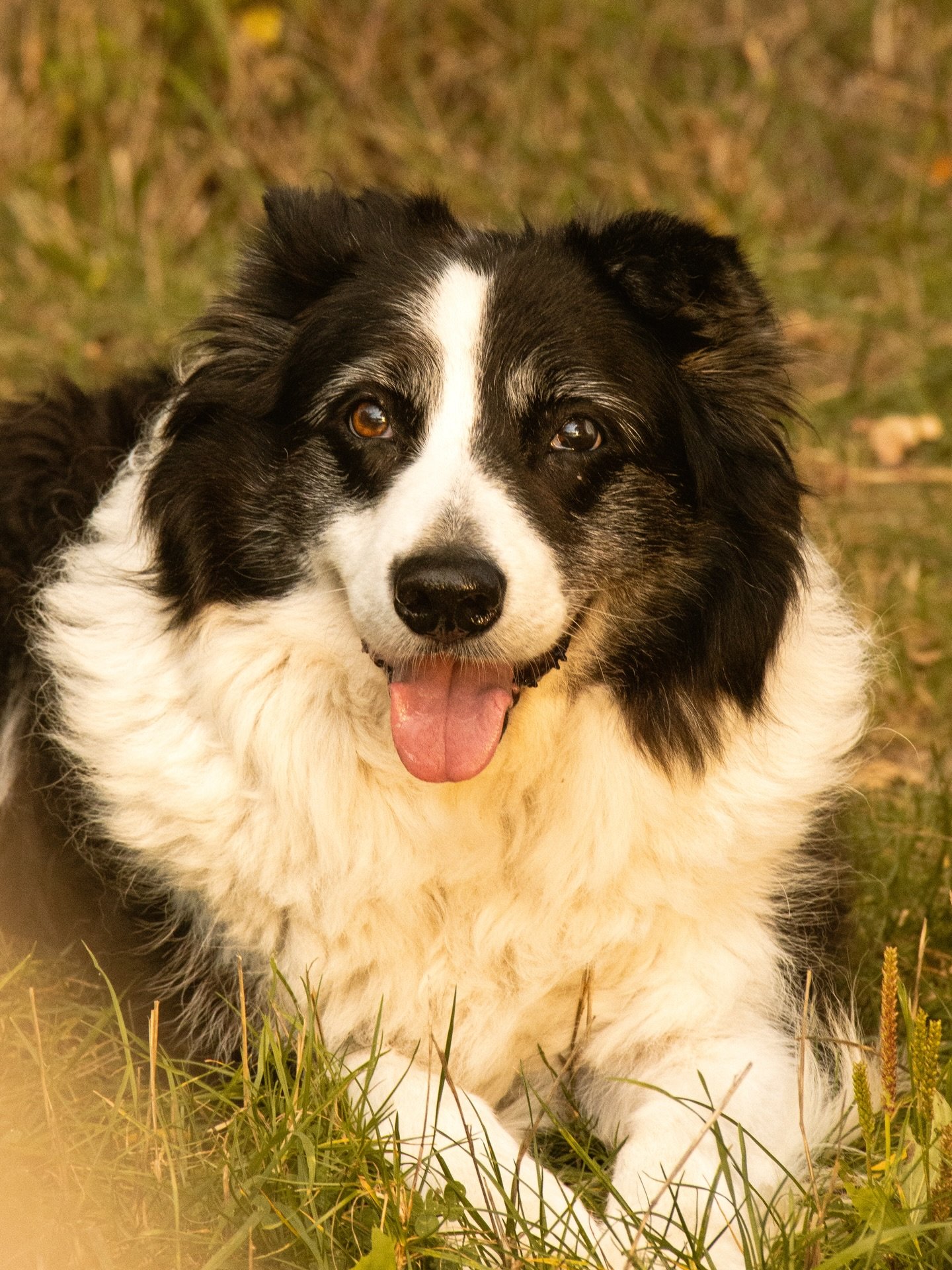 S&eacute;ance photo animali&egrave;re 📸🐶

J&rsquo;ai eu le plaisir de photographier Sultan ainsi que ceux qui l&rsquo;aiment 🙂
Un vrai moment &eacute;mouvant sous les couleurs de l&rsquo;automne 🍂
De beaux souvenirs inscrits dans leur m&eacute;mo