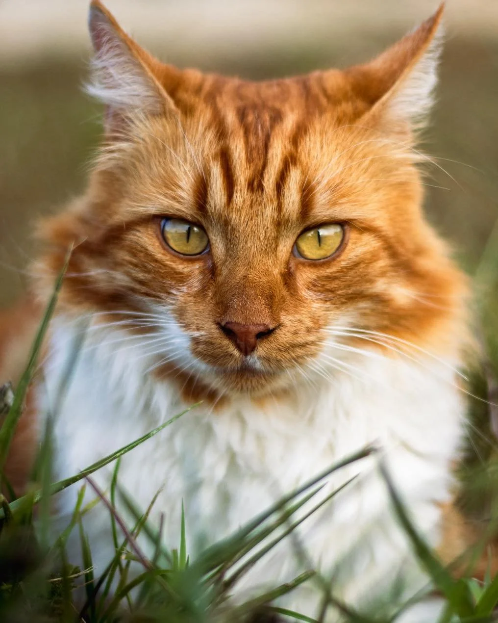 Portrait animalier &ndash; Chups 🐈

S&eacute;ance portrait avec Chups 📸

Si vous aussi souhaitez de belles photos de votre animal, pr&ecirc;tes &agrave; &ecirc;tre encadr&eacute;es, contactez-moi :)

S&eacute;ance &agrave; partir de 60 &euro; pour 