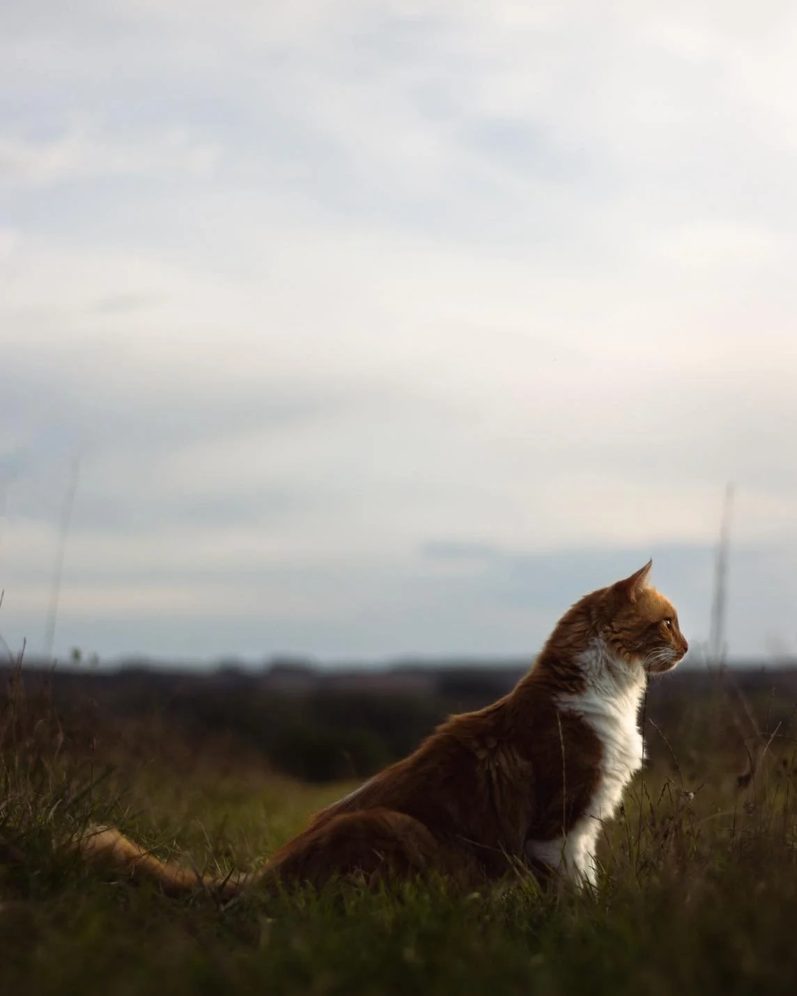 Portrait animalier &ndash; Chups 🐈

S&eacute;ance portrait avec Chups 📸

Si vous aussi souhaitez de belles photos de votre animal, pr&ecirc;tes &agrave; &ecirc;tre encadr&eacute;es, contactez-moi :)

S&eacute;ance &agrave; partir de 60 &euro; pour 