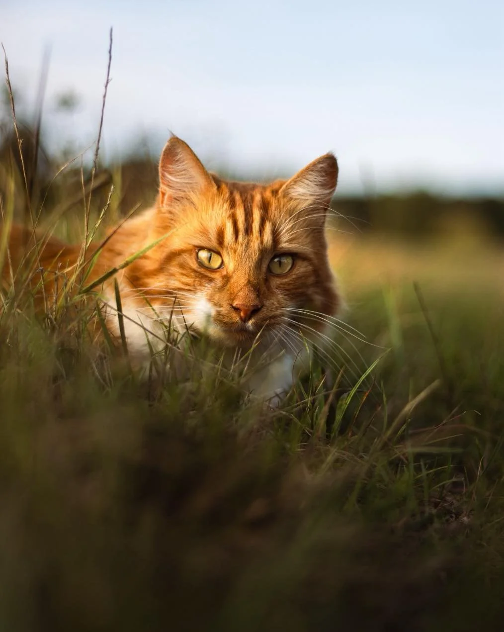Portrait animalier &ndash; Chups 🐈

S&eacute;ance portrait avec Chups 📸

Si vous aussi souhaitez de belles photos de votre animal, pr&ecirc;tes &agrave; &ecirc;tre encadr&eacute;es, contactez-moi :)

S&eacute;ance &agrave; partir de 60 &euro; pour 