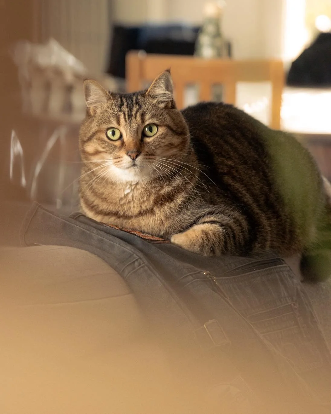 Commente 1 ou 2 et dis-moi laquelle tu pr&eacute;f&egrave;res 🙂 

Photo portrait avec Pilou 📸🐱
Son magnifique regard vert, fix&eacute; sur mon appareil avec assurance. Pilou est un chat pos&eacute;, joueur et surtout attachant.

#chat
#passionchat