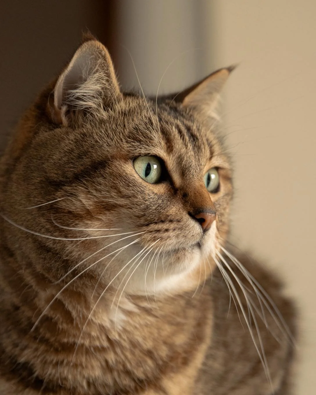 Commente 1 ou 2 et dis-moi laquelle tu pr&eacute;f&egrave;res 🙂 

Photo portrait avec Pilou 📸🐱
Son magnifique regard vert, fix&eacute; sur mon appareil avec assurance. Pilou est un chat pos&eacute;, joueur et surtout attachant.

#chat
#passionchat