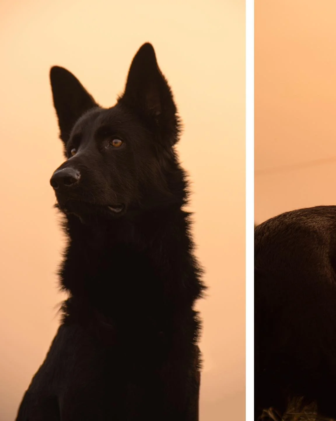 S&eacute;ance photo canine 📸

Rencontre avec Vick, un jeune berger allemand, joueur et curieux.

Si toi aussi tu souhaites avoir de beaux portraits de ton compagnon, &eacute;cris &laquo; photo &raquo; en commentaire 🐾📸

#photographebordeaux #photo