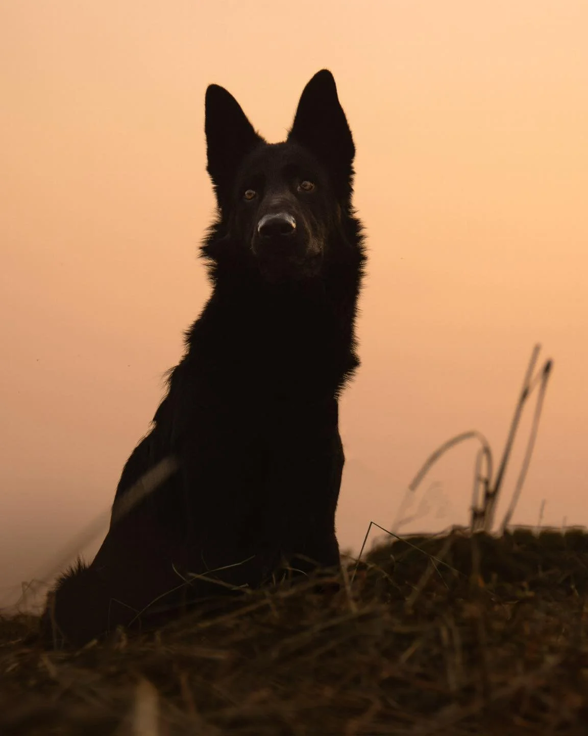 S&eacute;ance photo canine 📸

Rencontre avec Vick, un jeune berger allemand, joueur et curieux.

Si toi aussi tu souhaites avoir de beaux portraits de ton compagnon, &eacute;cris &laquo; photo &raquo; en commentaire 🐾📸

#photographebordeaux #photo
