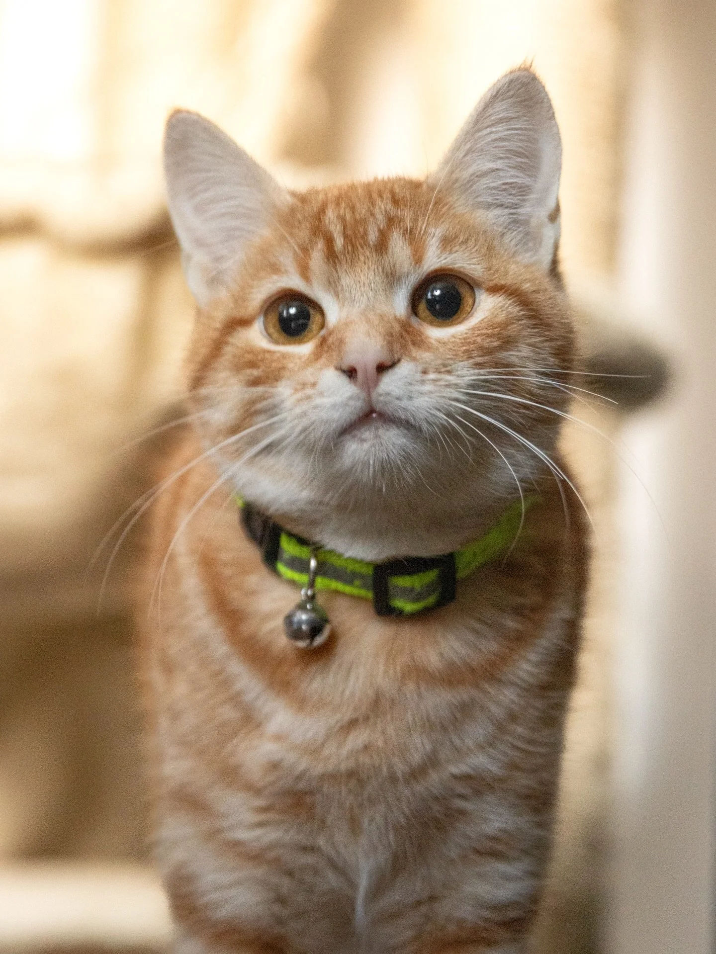 T&rsquo;a pr&eacute;f&eacute;r&eacute; ?