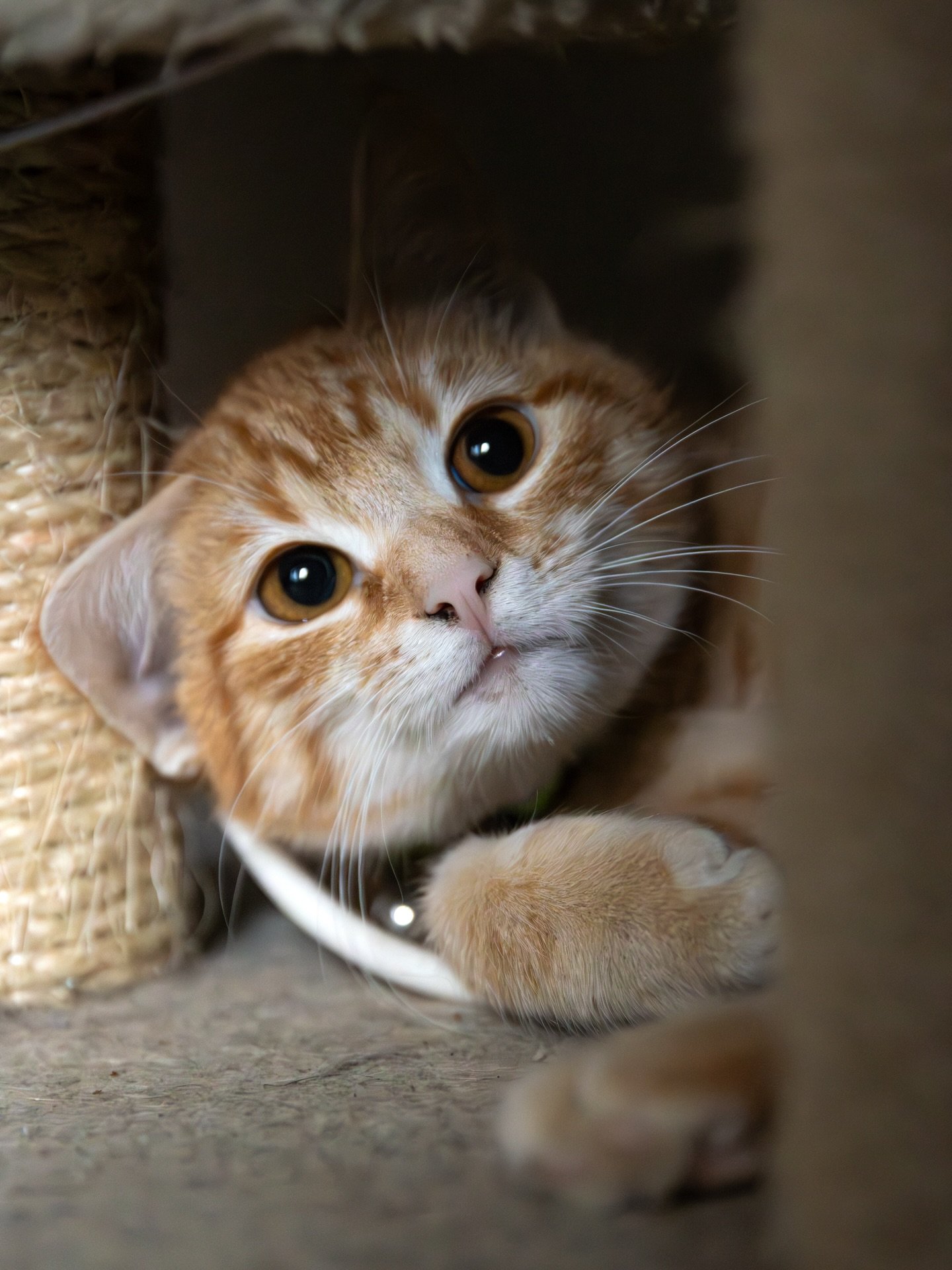 #chat #photographie #photoanimali&egrave;re