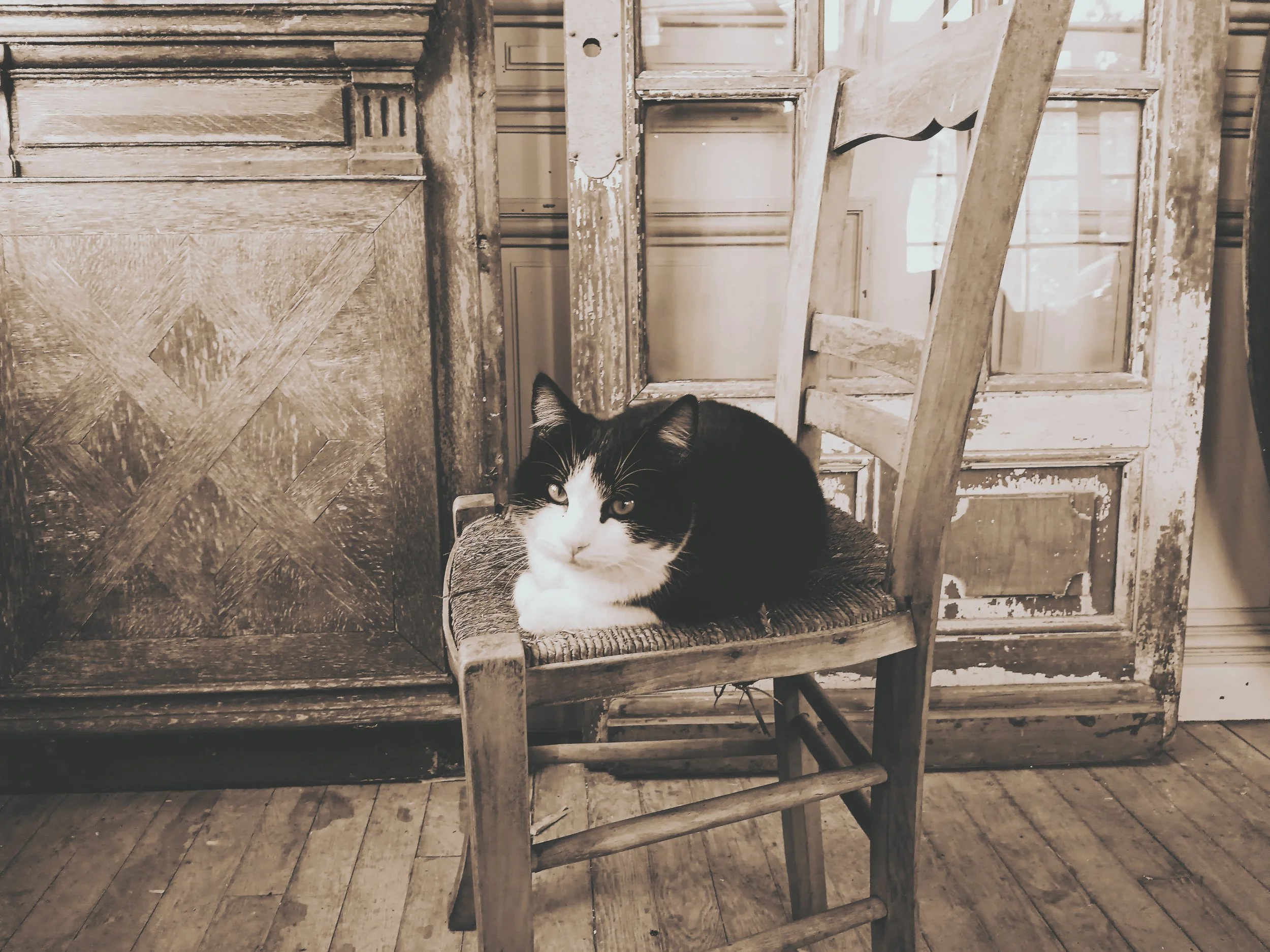 Un chat noir et blanc reposant sur une vieille chaise en bois dans une pièce avec des portes anciennes à l'arrière et un sol en bois.