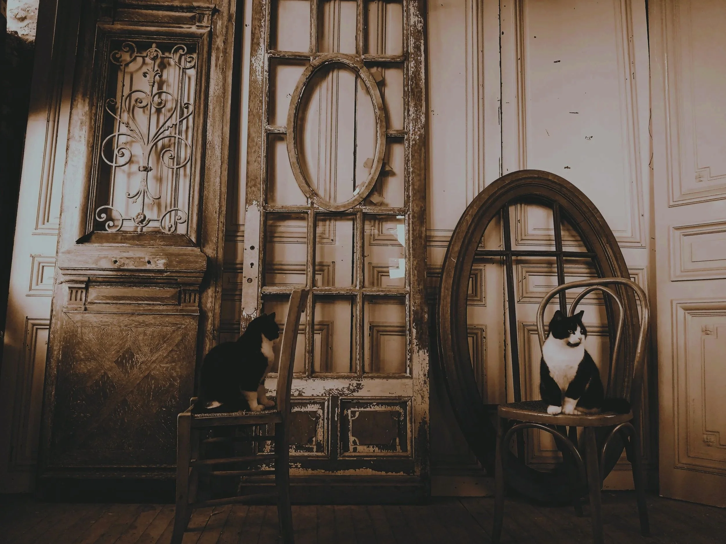 Deux chats noirs et blancs assis sur des chaises en bois dans une pièce au fond de laquelle se trouvent des fenêtres et une porte anciennes en bois avec des vitraux dégradés.