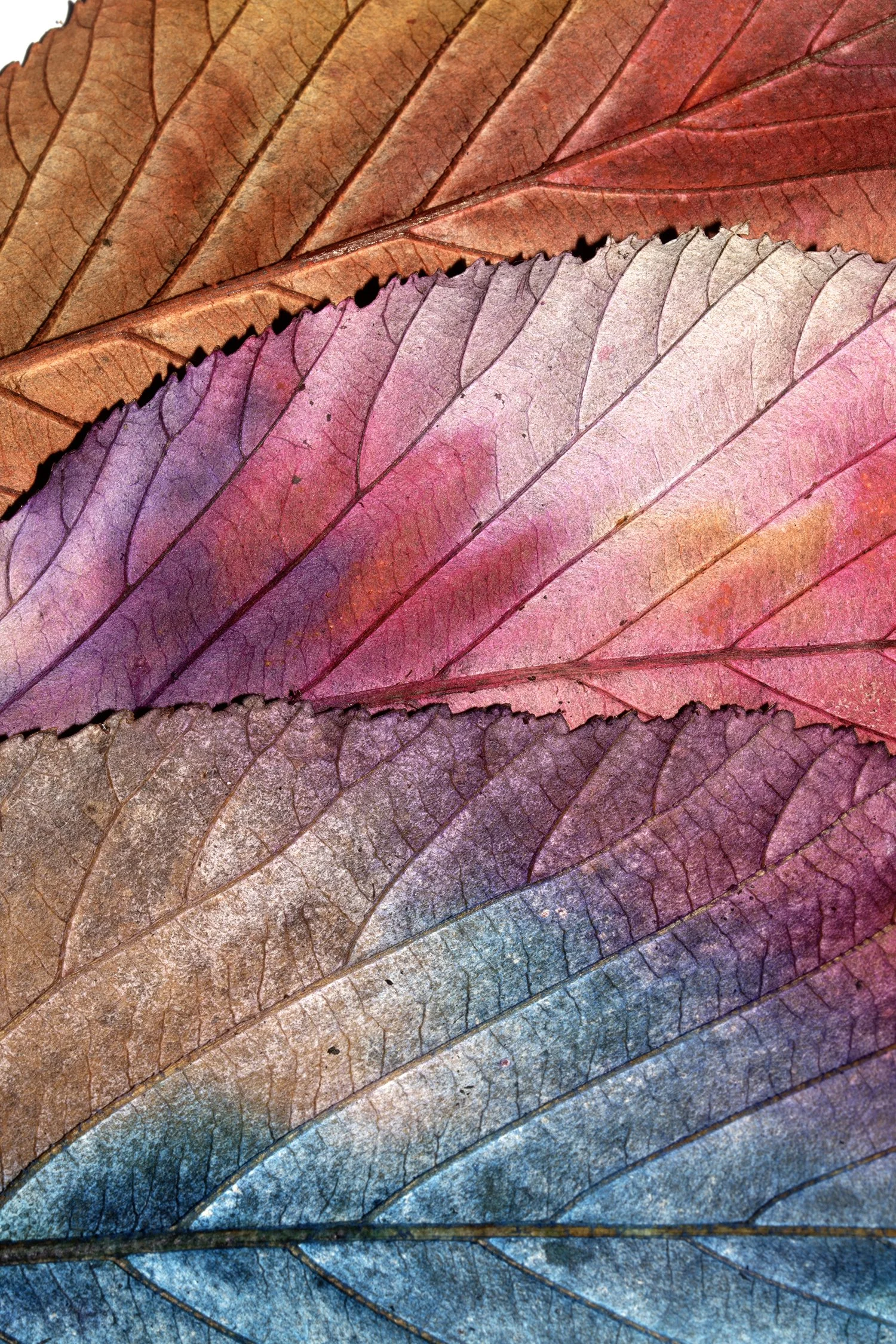 Beautiful autumn leaves