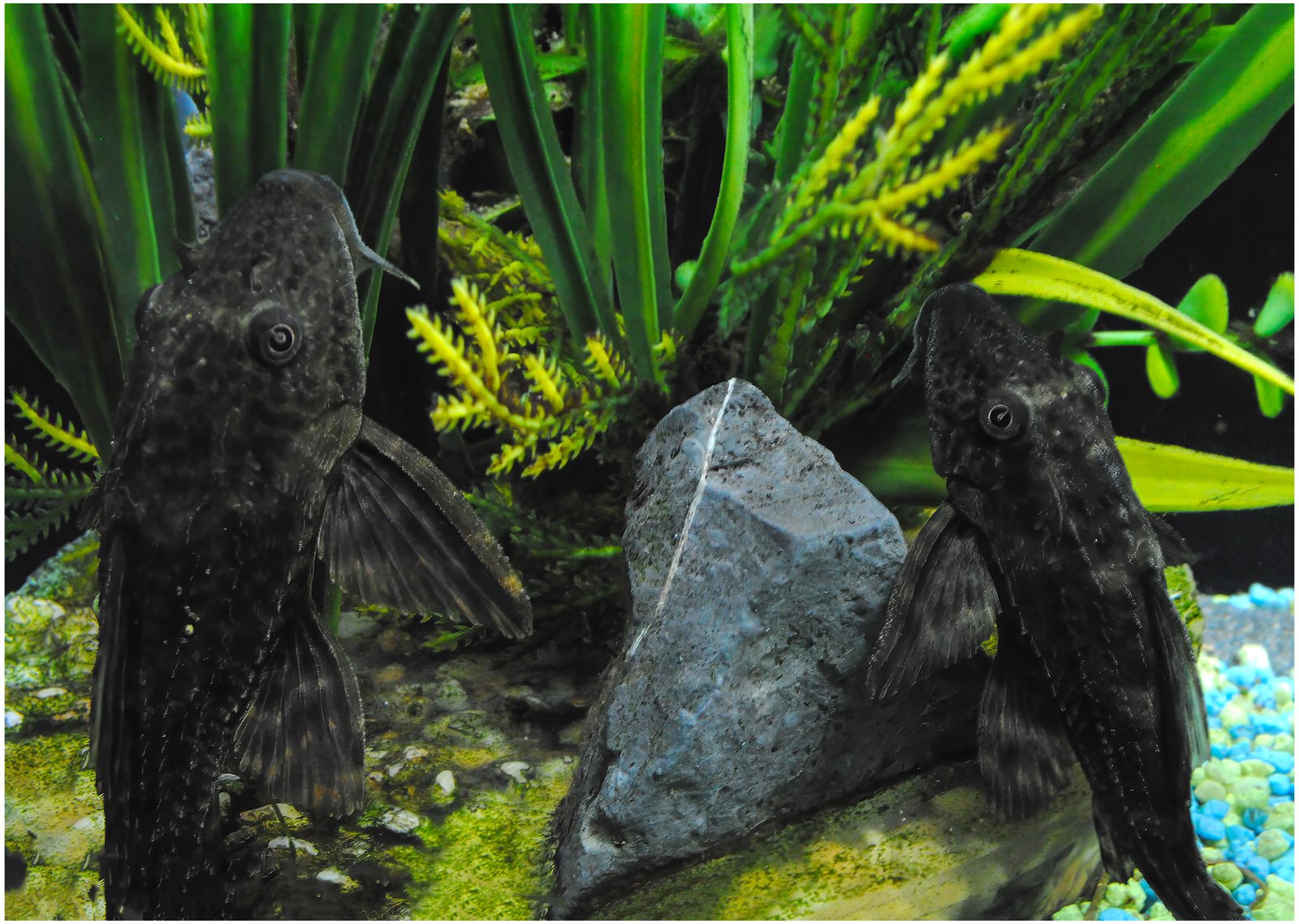 2-Common-Pleco-Fish_Thomas-Millard.Jpg