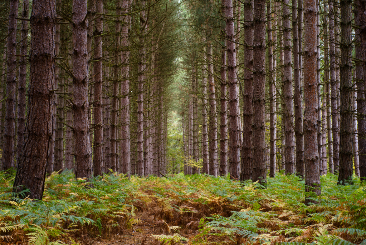 Woodland Landscape F11 1/17 ISO800 on Tripod