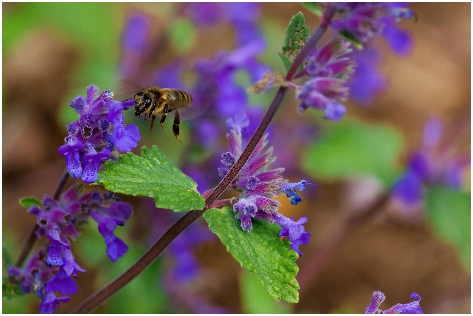 17_Bee in Flight_Mark Wood.jpg