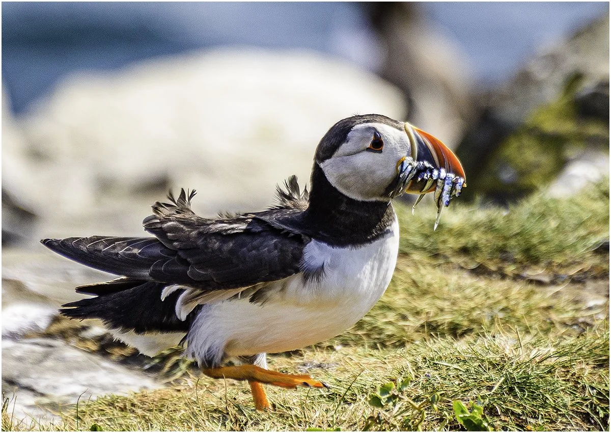 Sean Lindsey_Puffin, Farne islands.jpg