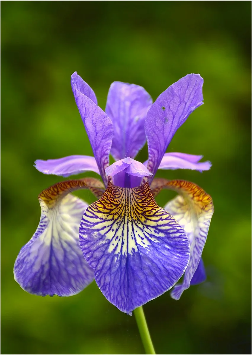 3-Iris-Tropic-Night_Thomas-Millard.Jpg